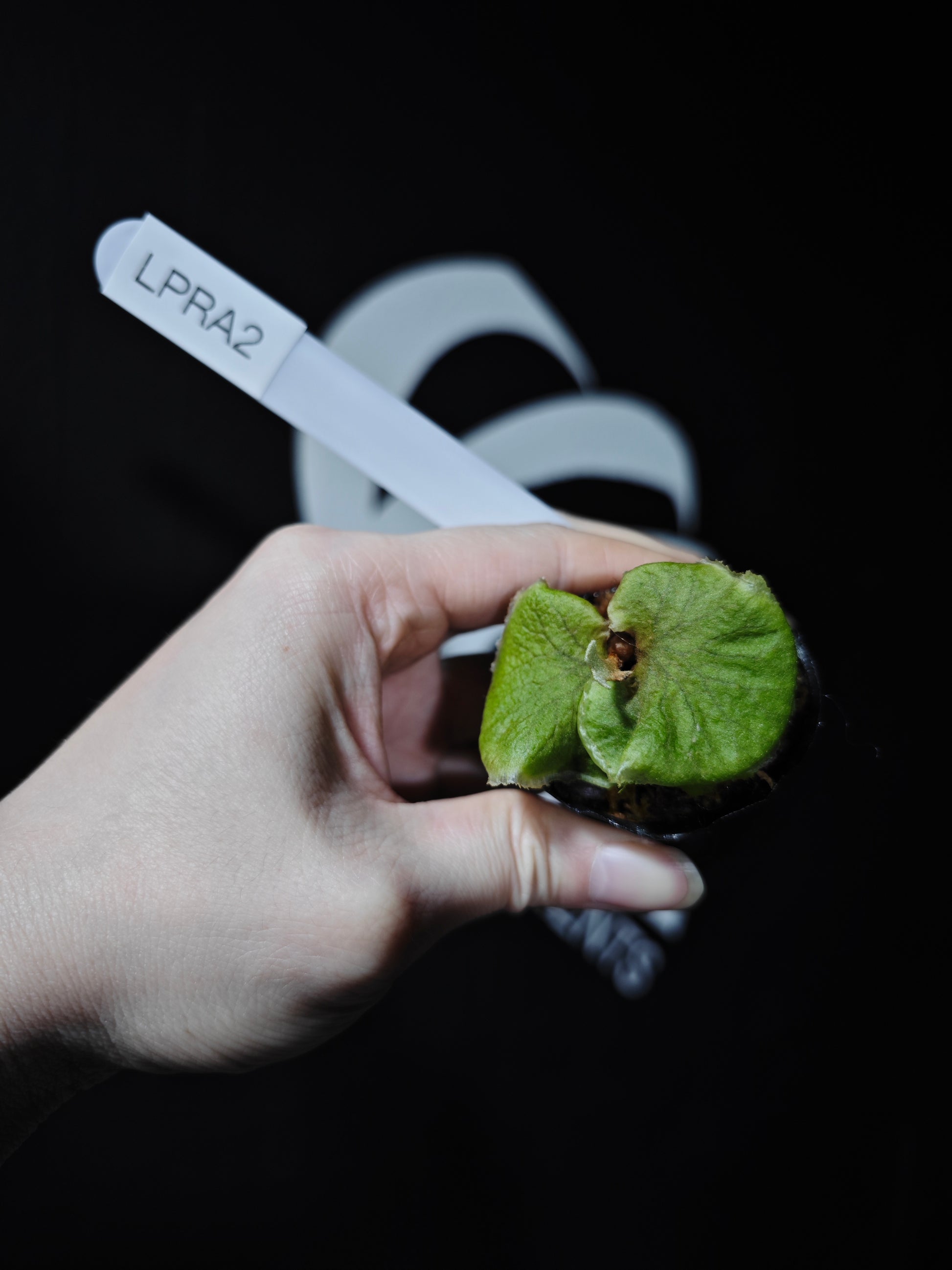 Platycerium Ridleyi Dwarf - thebasements.com