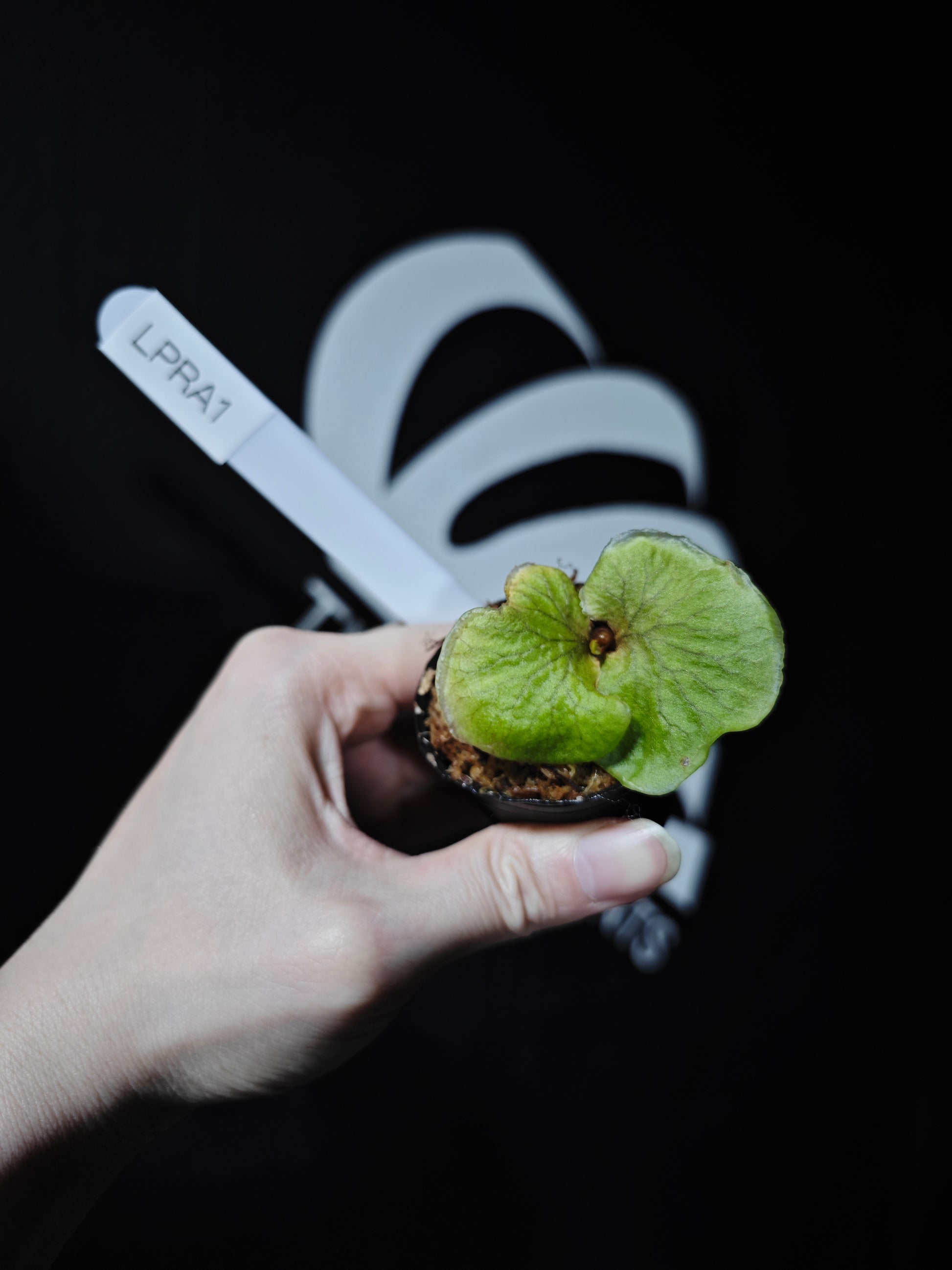 Platycerium Ridleyi Dwarf - thebasements.com