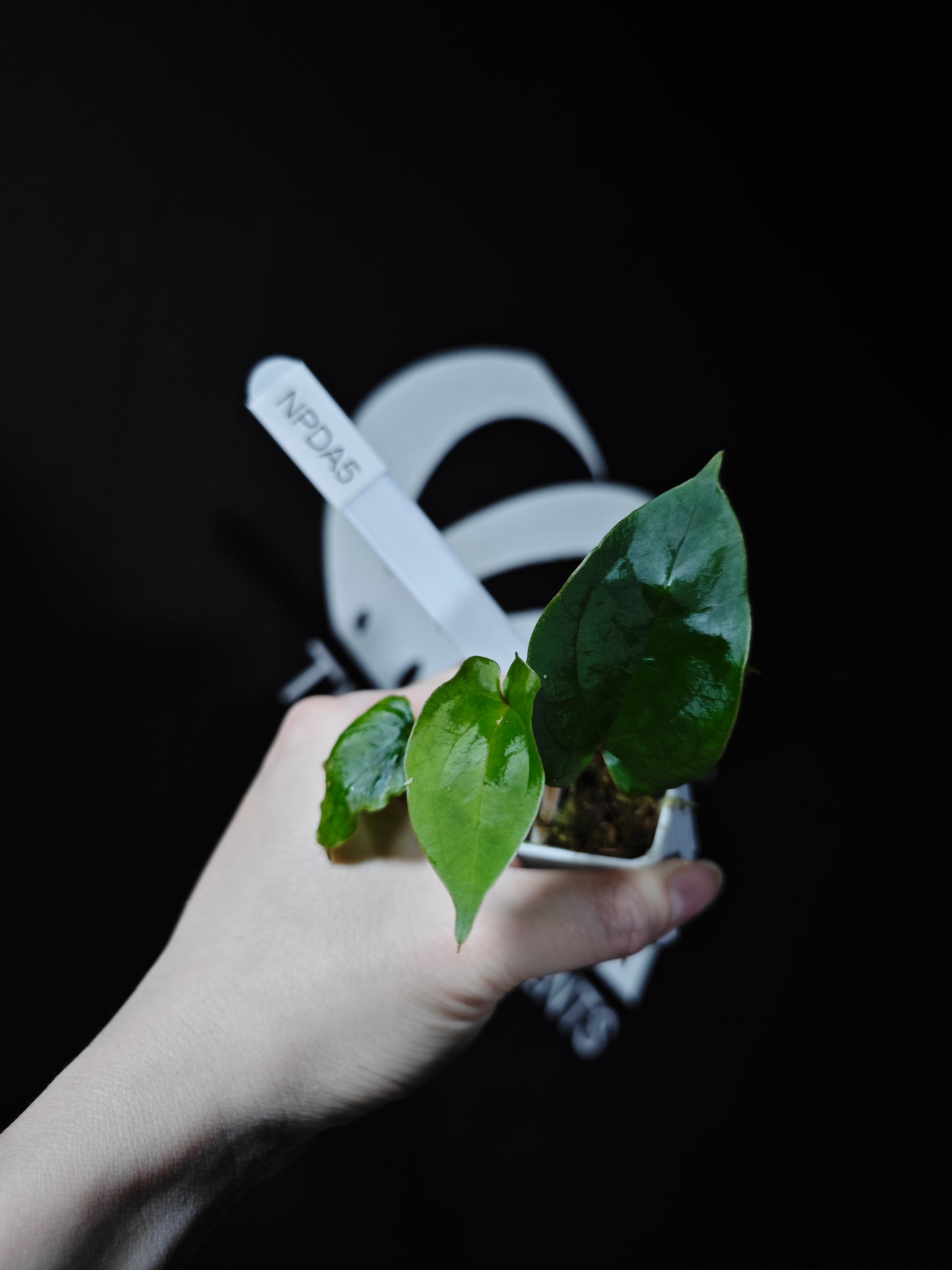 Anthurium Papi FSRL x (AOS x Dressleri) - thebasements.com