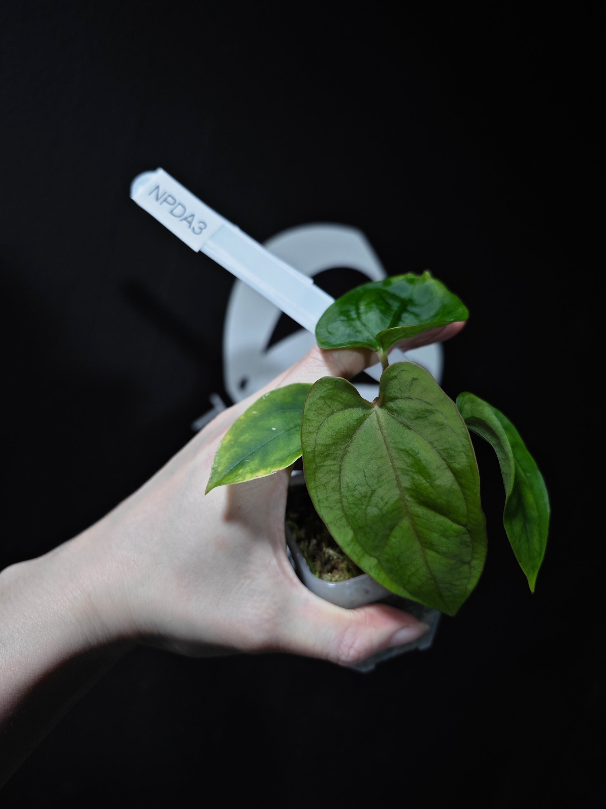 Anthurium Papi FSRL x (AOS x Dressleri) - thebasements.com