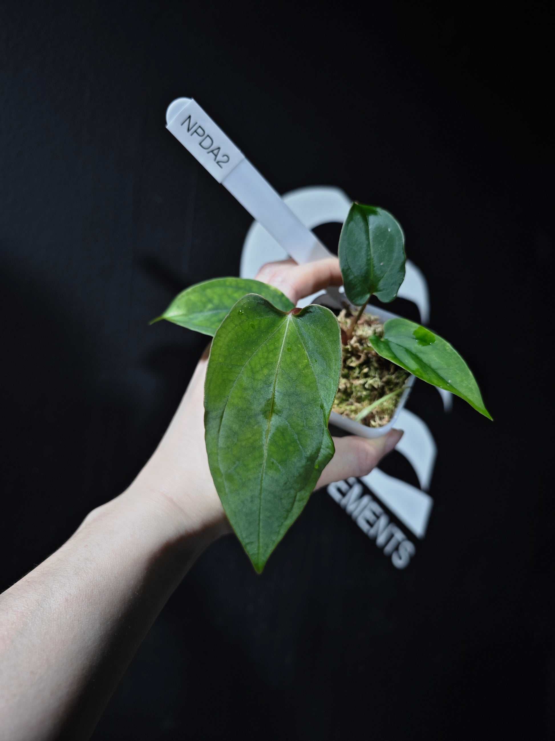 Anthurium Papi FSRL x (AOS x Dressleri) - thebasements.com