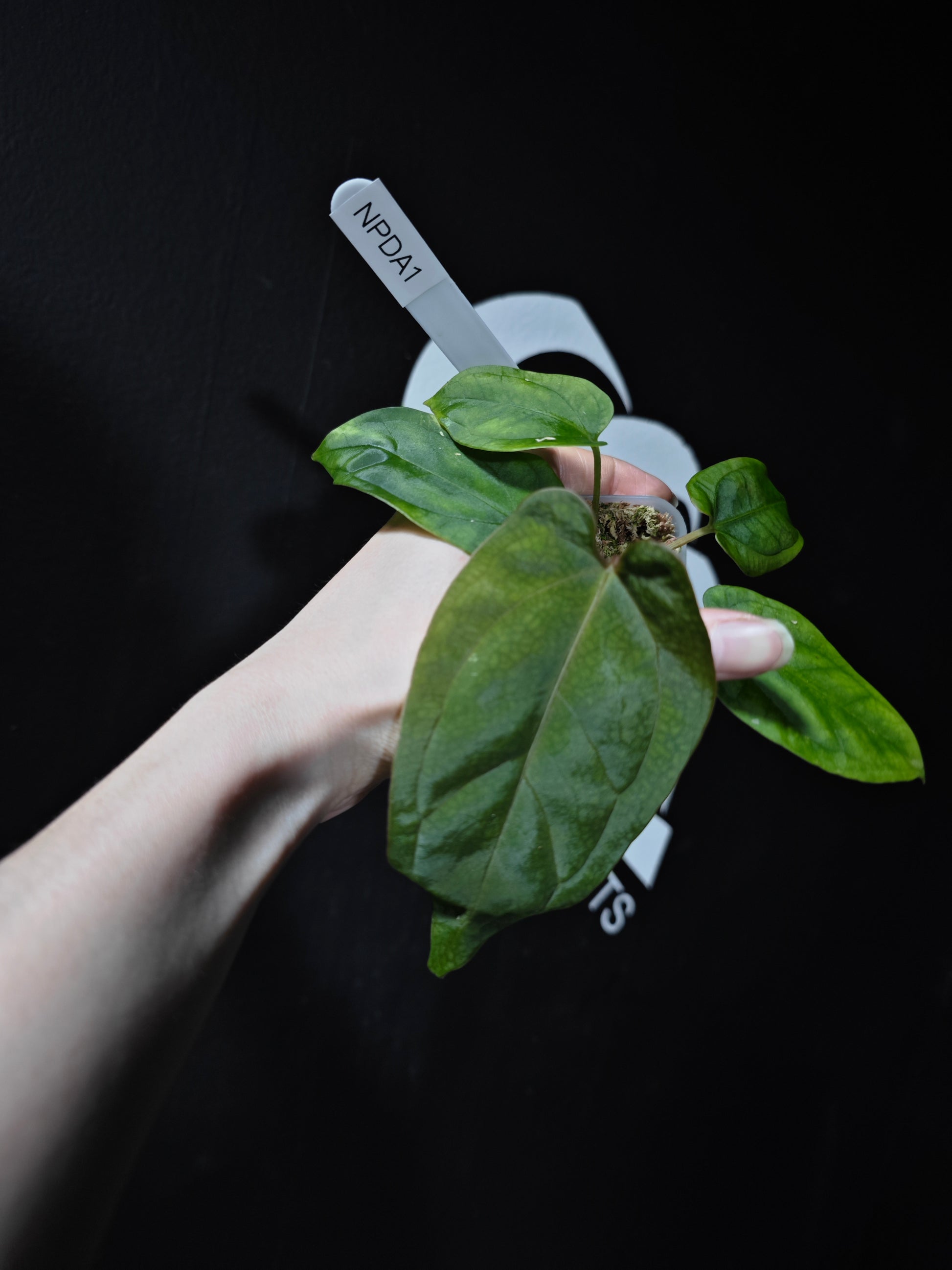 Anthurium Papi FSRL x (AOS x Dressleri) - thebasements.com