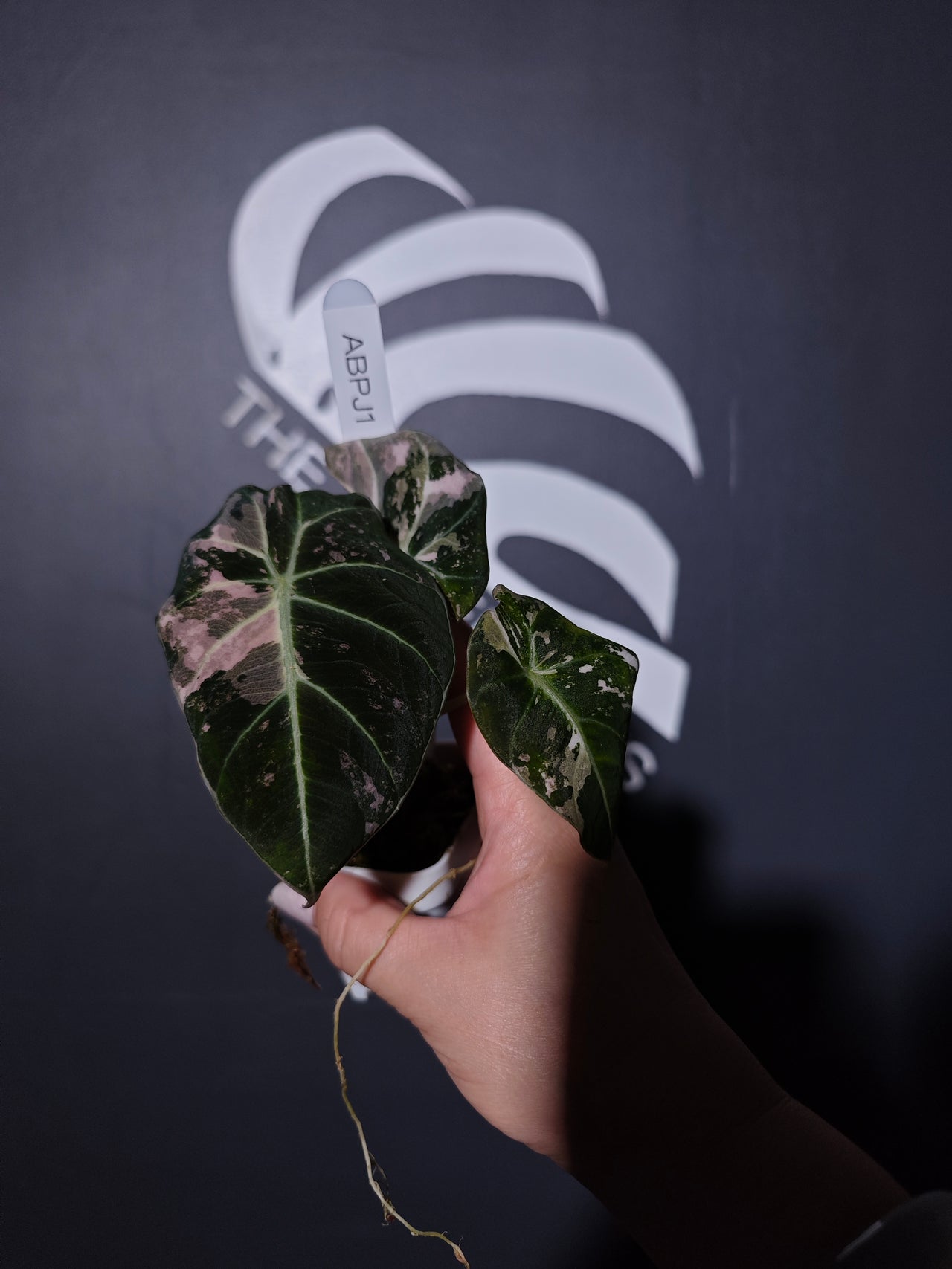 Alocasia Black Velvet Ablo Pink Variegation - thebasements.us