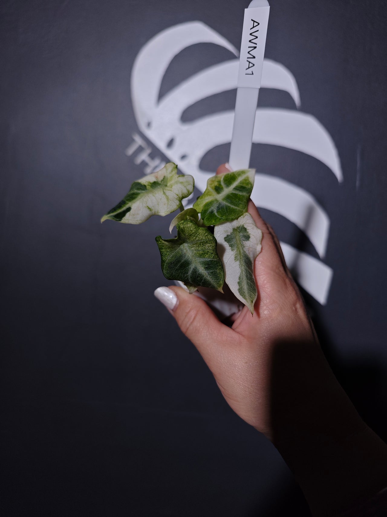 Alocasia Black Velvet White/Minty Variegated TC - thebasements.us