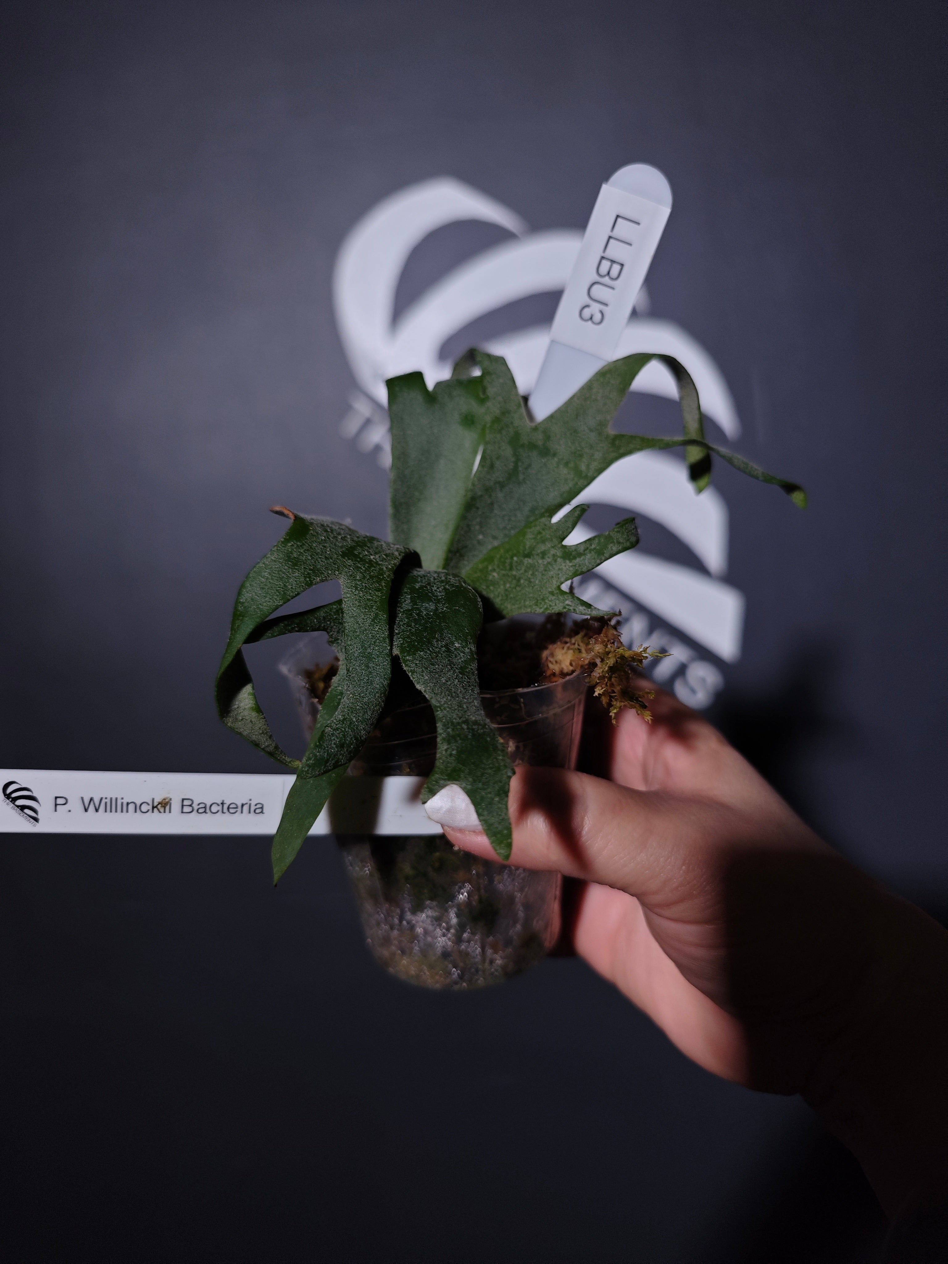 Platycerium Willinckii Dwarf “Bacteria” Sporeling - thebasements.com