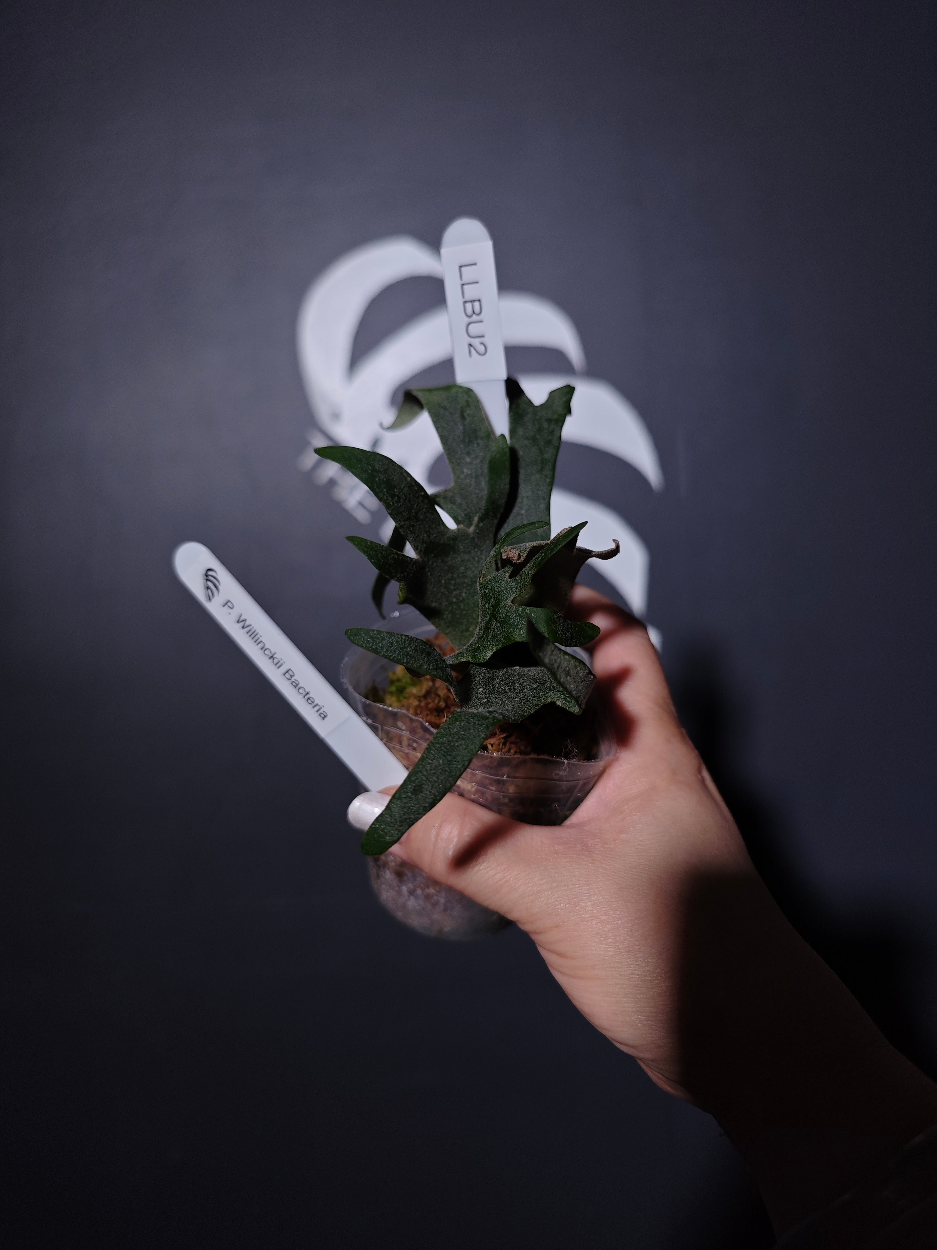 Platycerium Willinckii Dwarf “Bacteria” Sporeling - thebasements.com