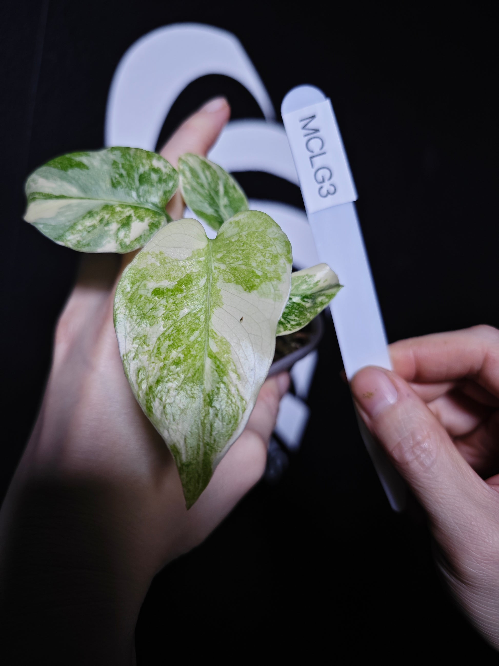 Monstera Legacy - thebasements.com