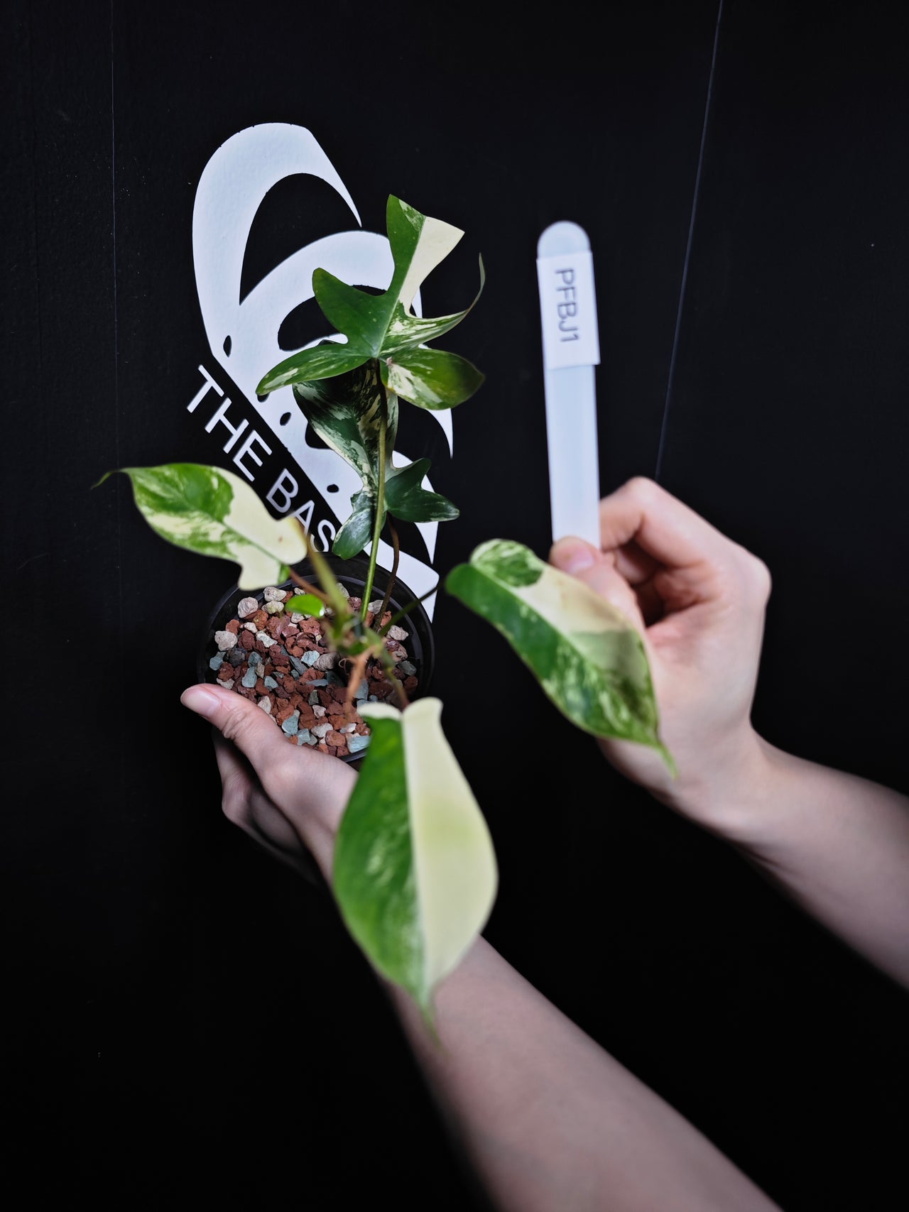 Philodendron Florida Beauty Variegated - thebasements.com