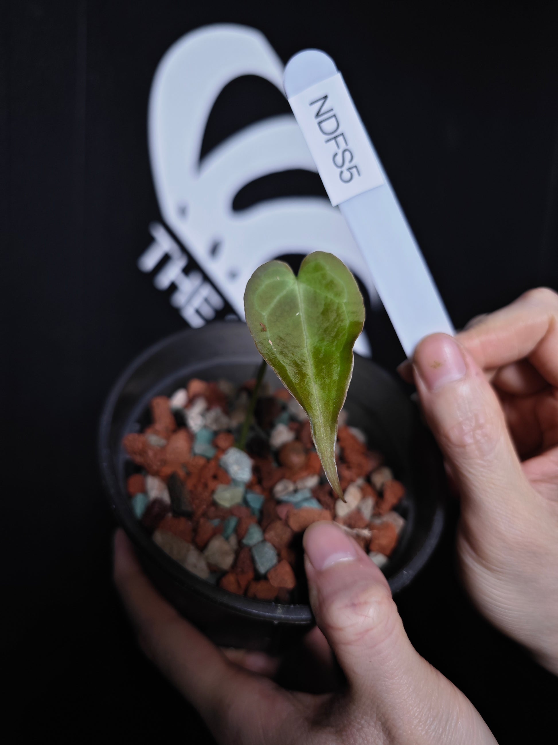 Anthurium Delta Force - thebasements.com