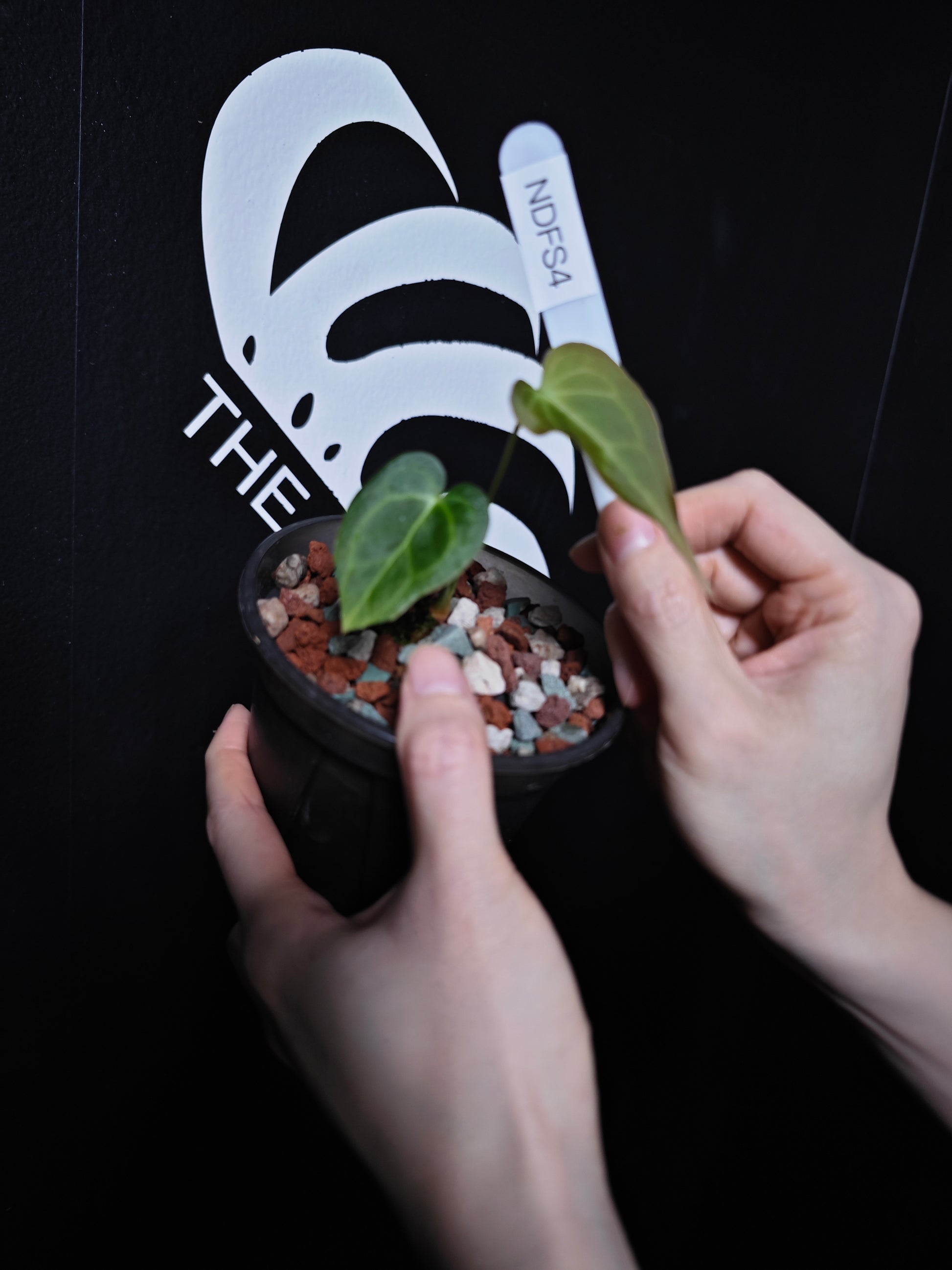 Anthurium Delta Force - thebasements.com