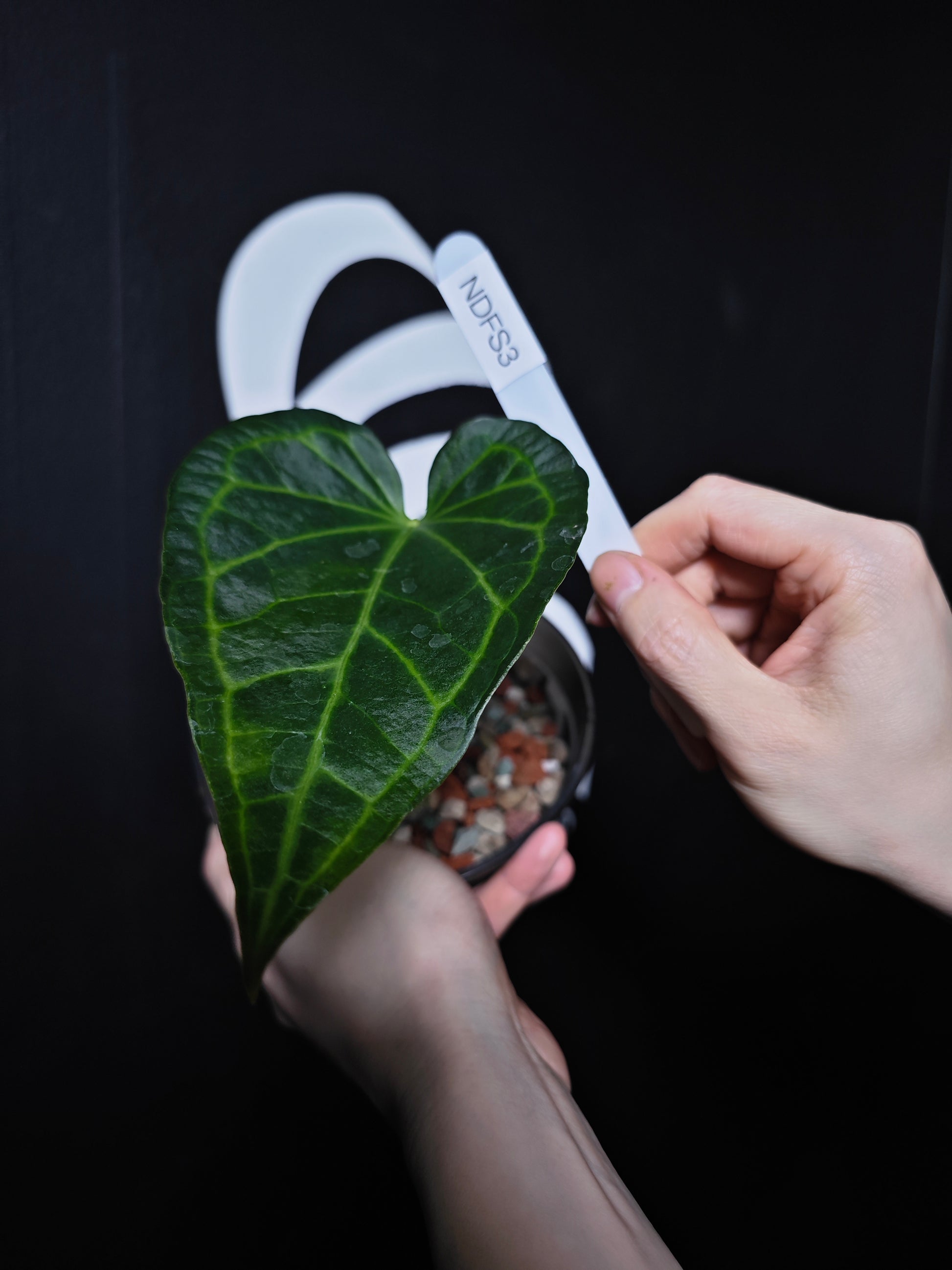 Anthurium Delta Force - thebasements.com