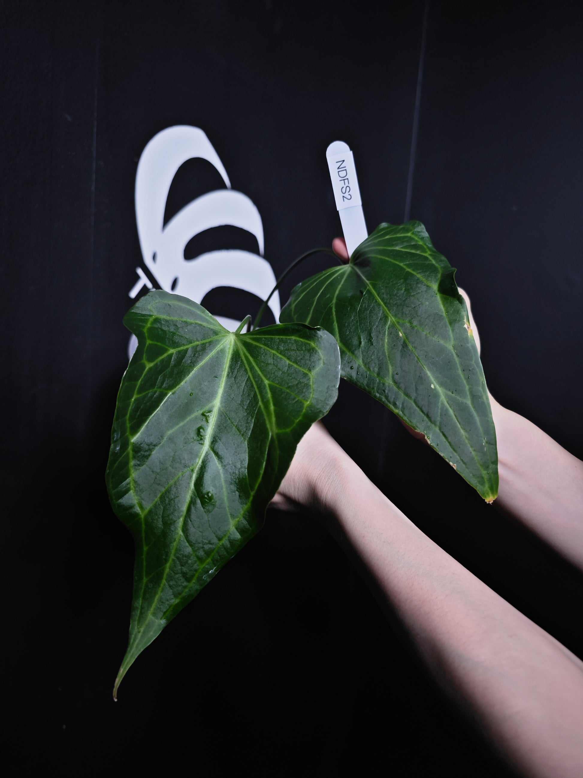 Anthurium Delta Force - thebasements.com