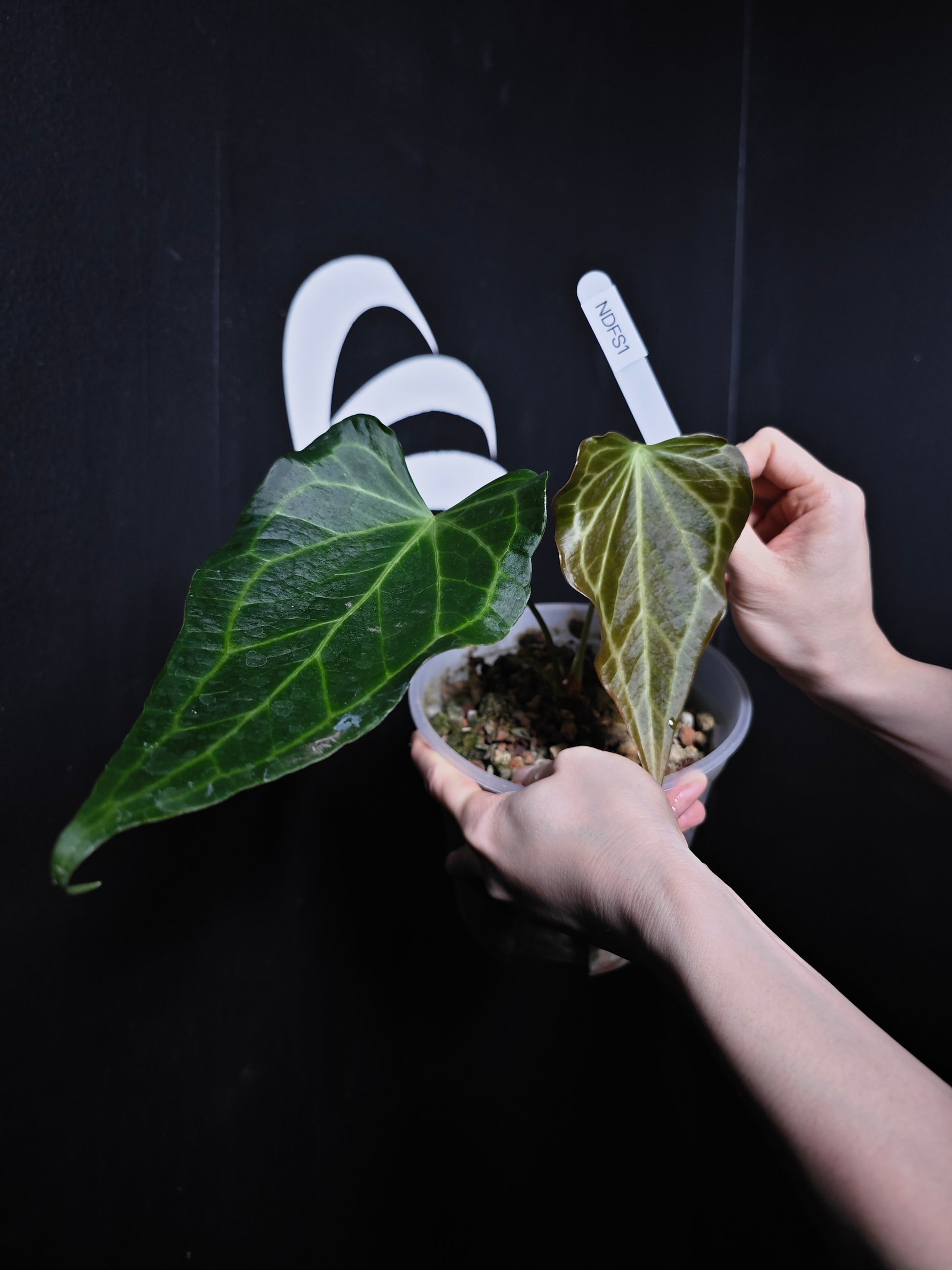 Anthurium Delta Force - thebasements.com