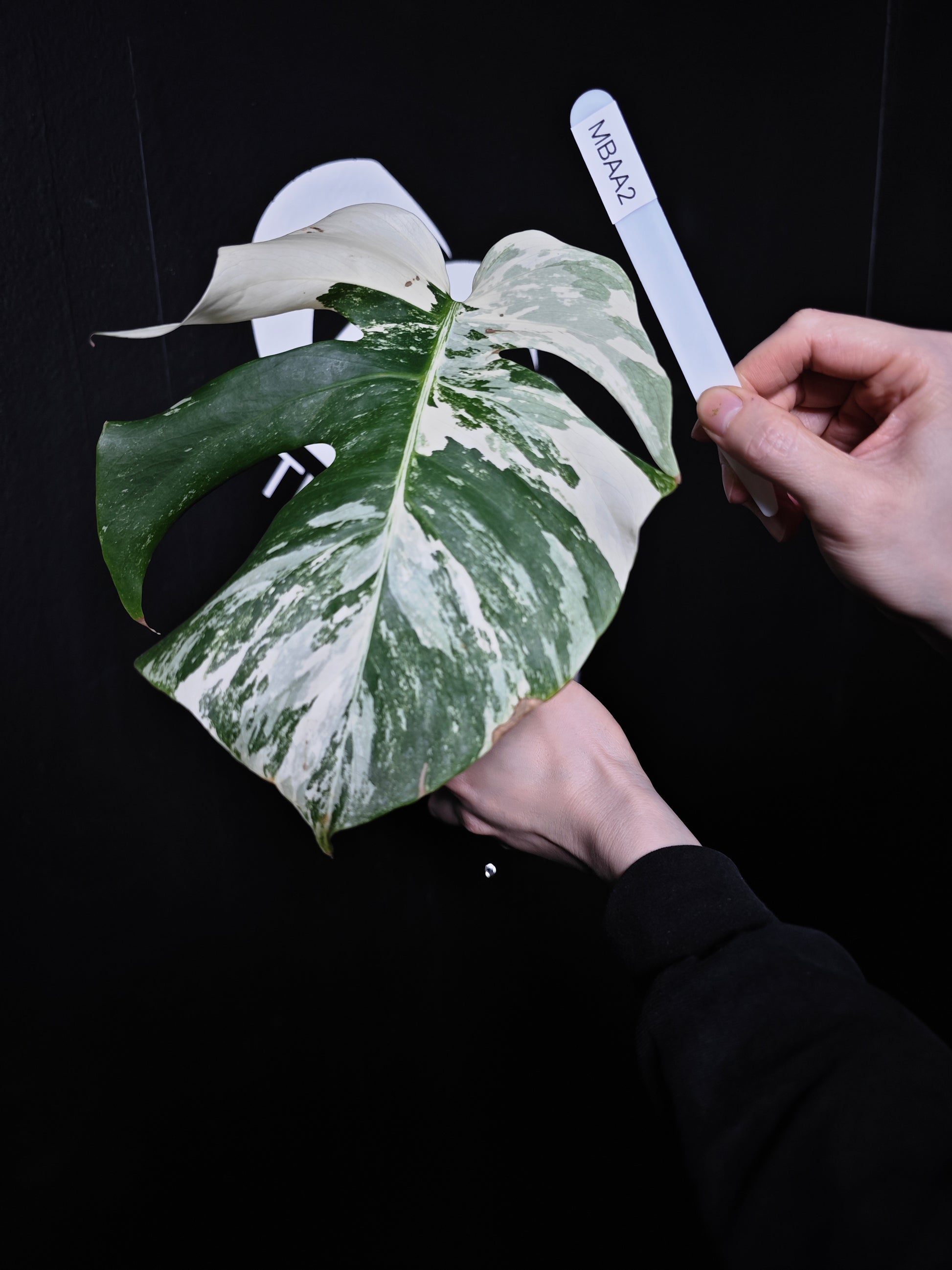 Monstera Borsigiana Albo - thebasements.com