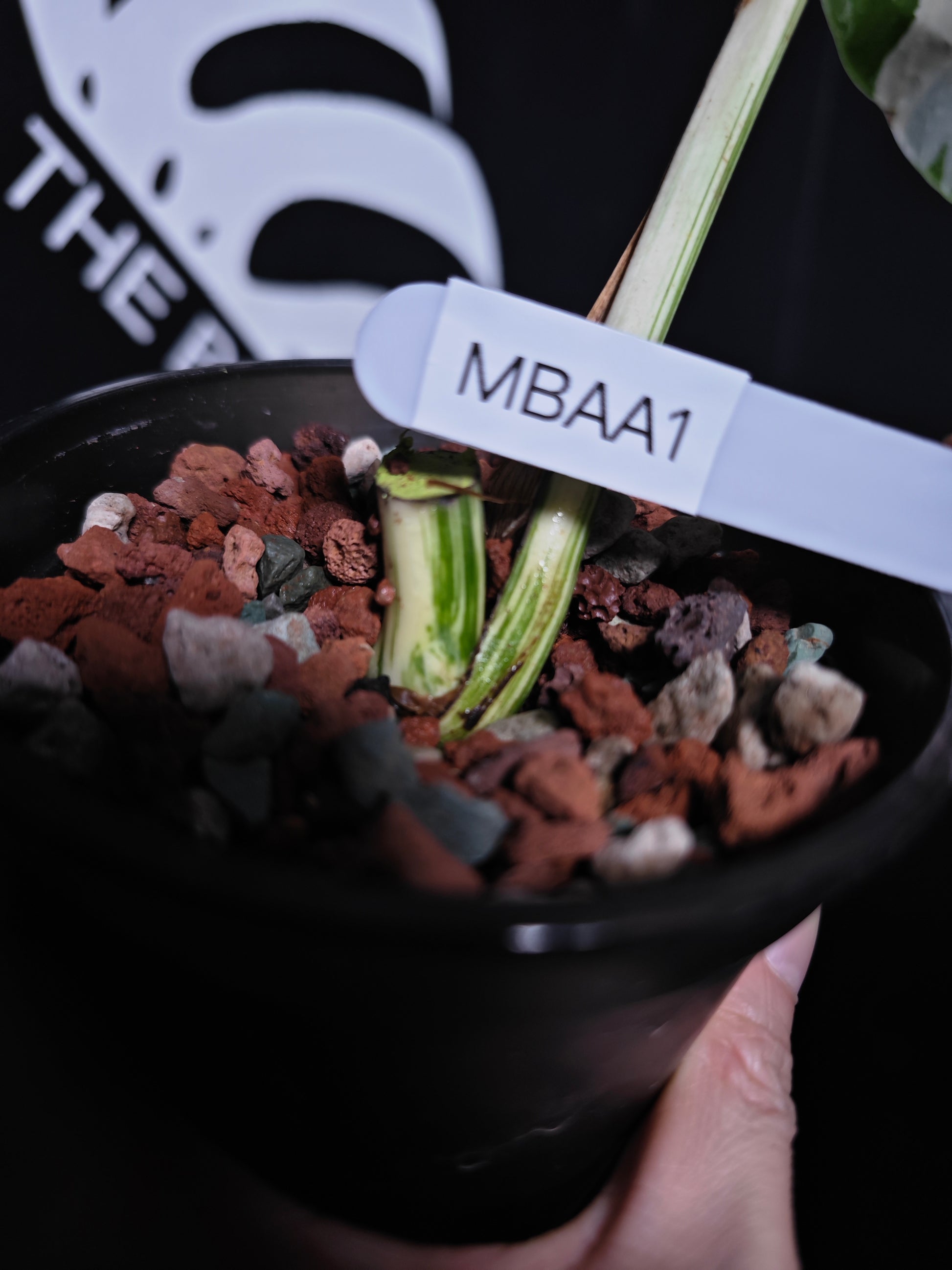 Monstera Borsigiana Albo - thebasements.com