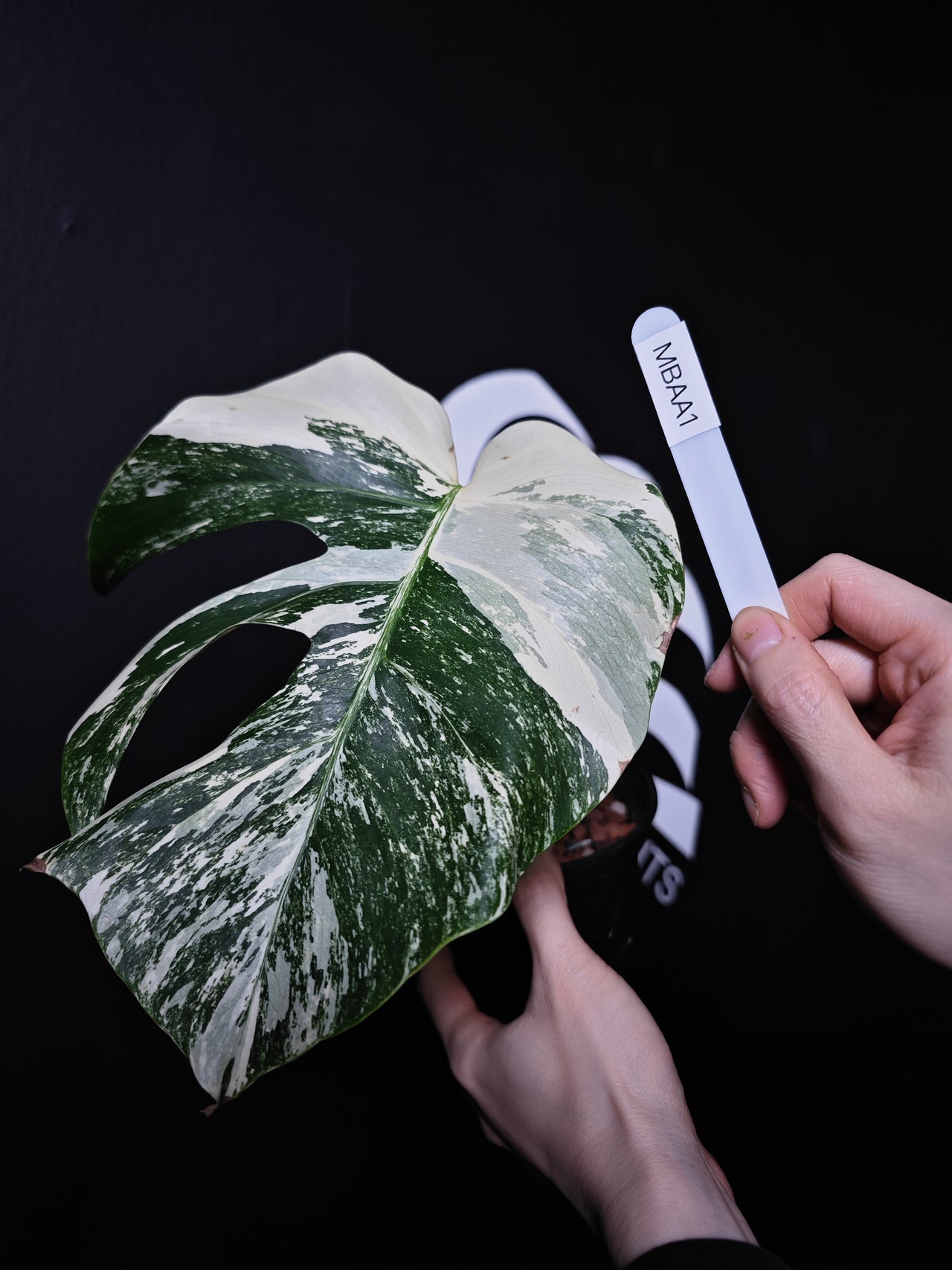 Monstera Borsigiana Albo - thebasements.com