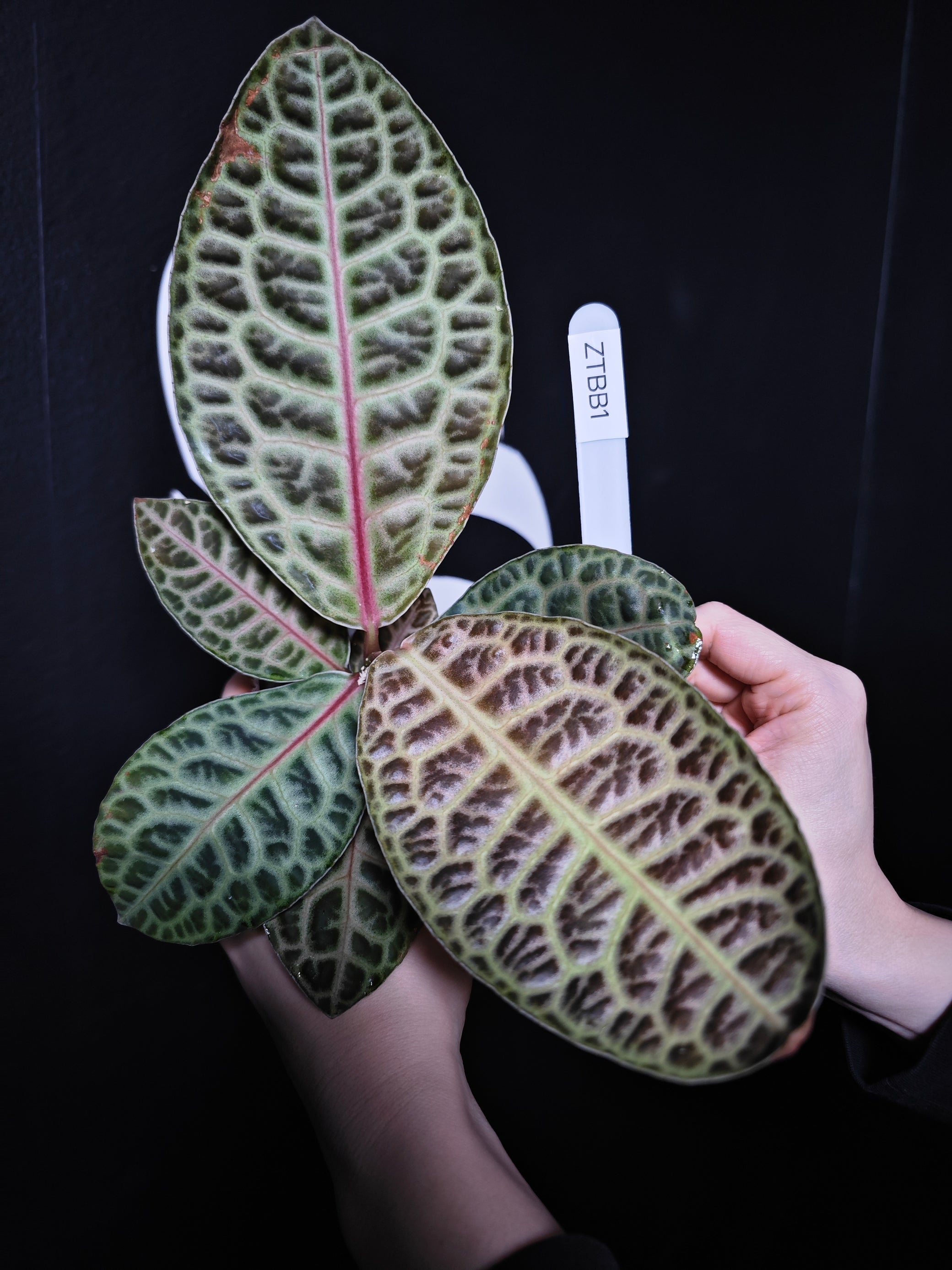 turtle back succulent Ardisia "Turtle Back"