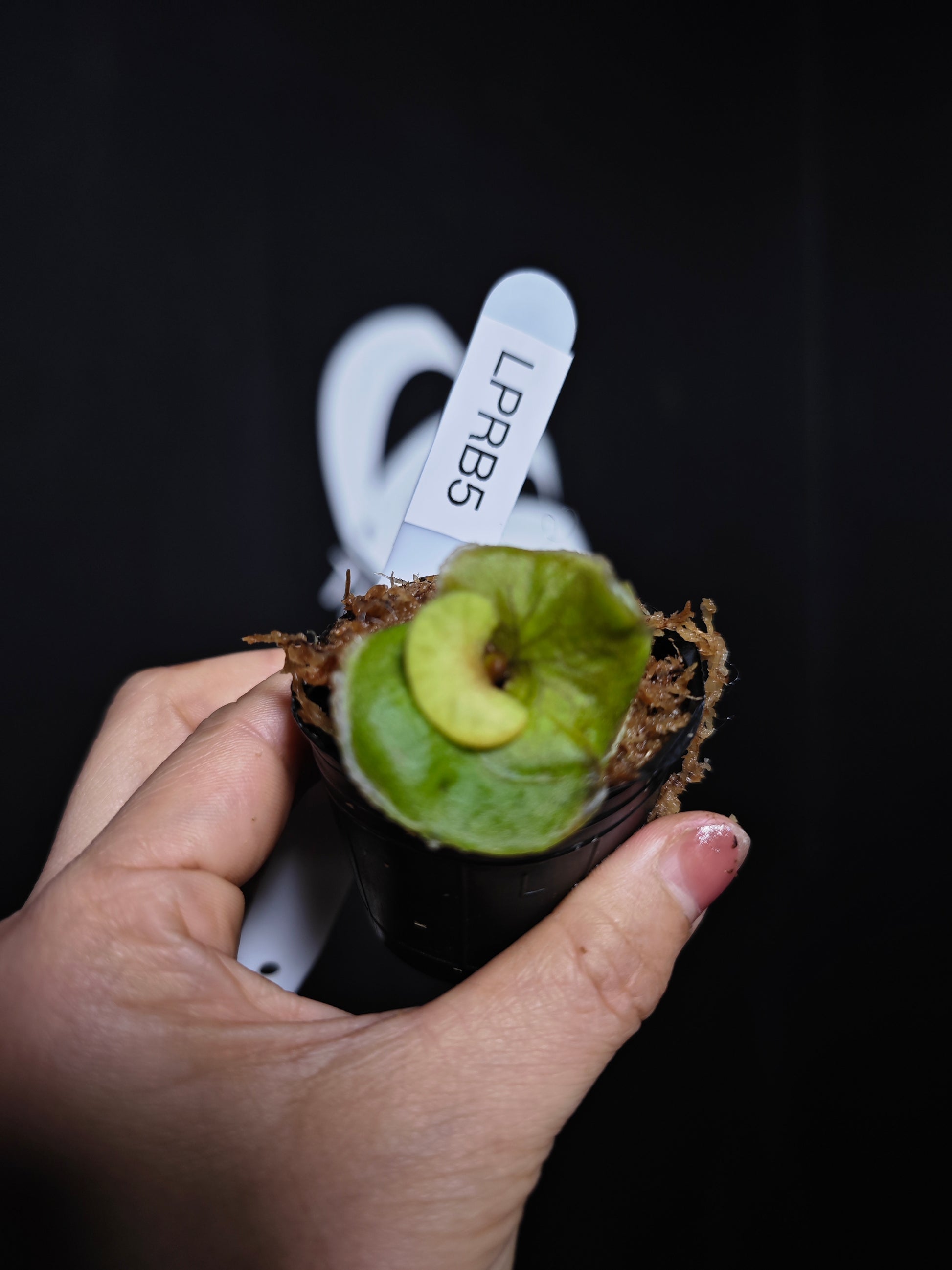 Platycerium Ridleyi Dwarf - thebasements.com