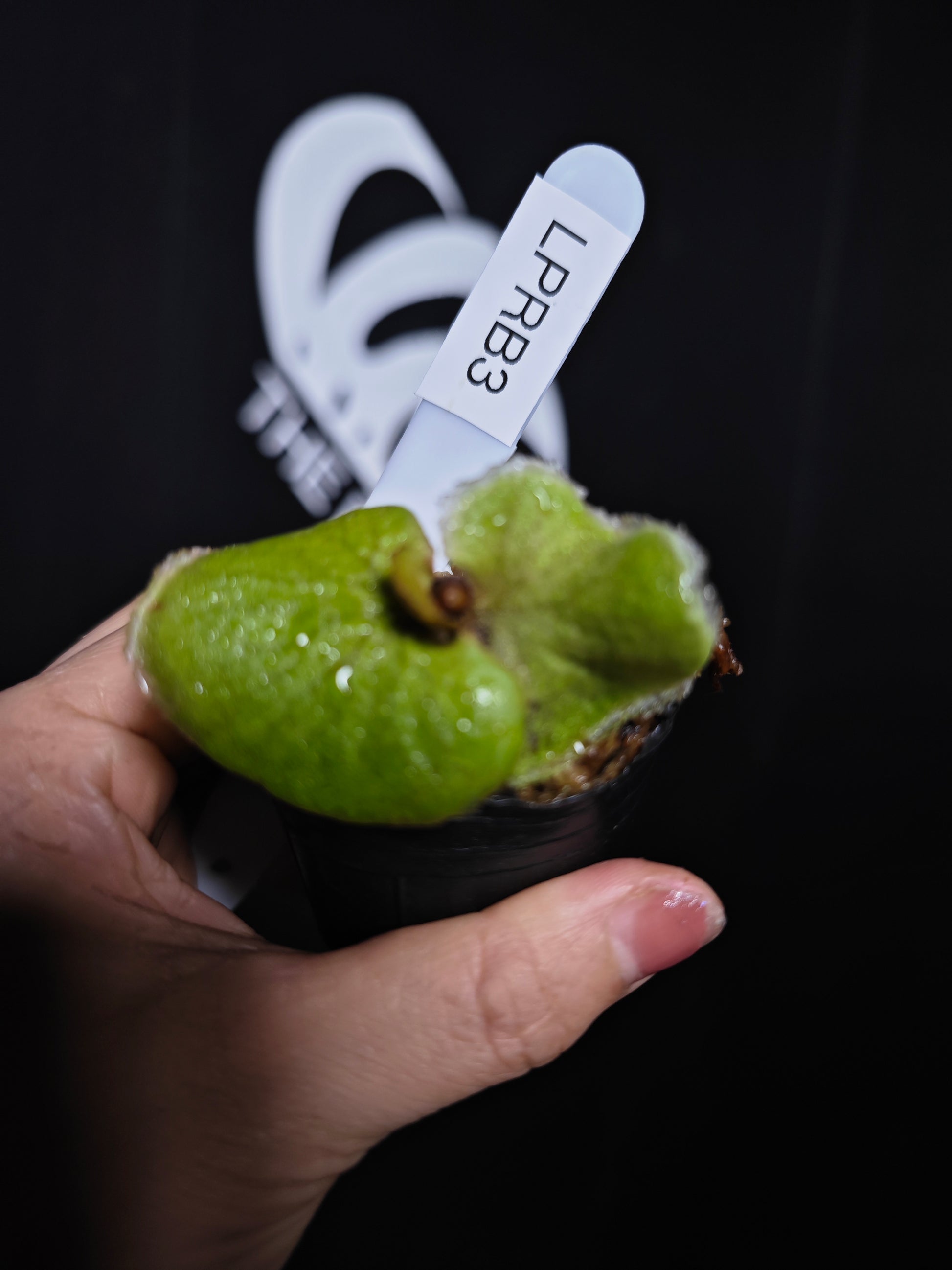 Platycerium Ridleyi Dwarf - thebasements.com