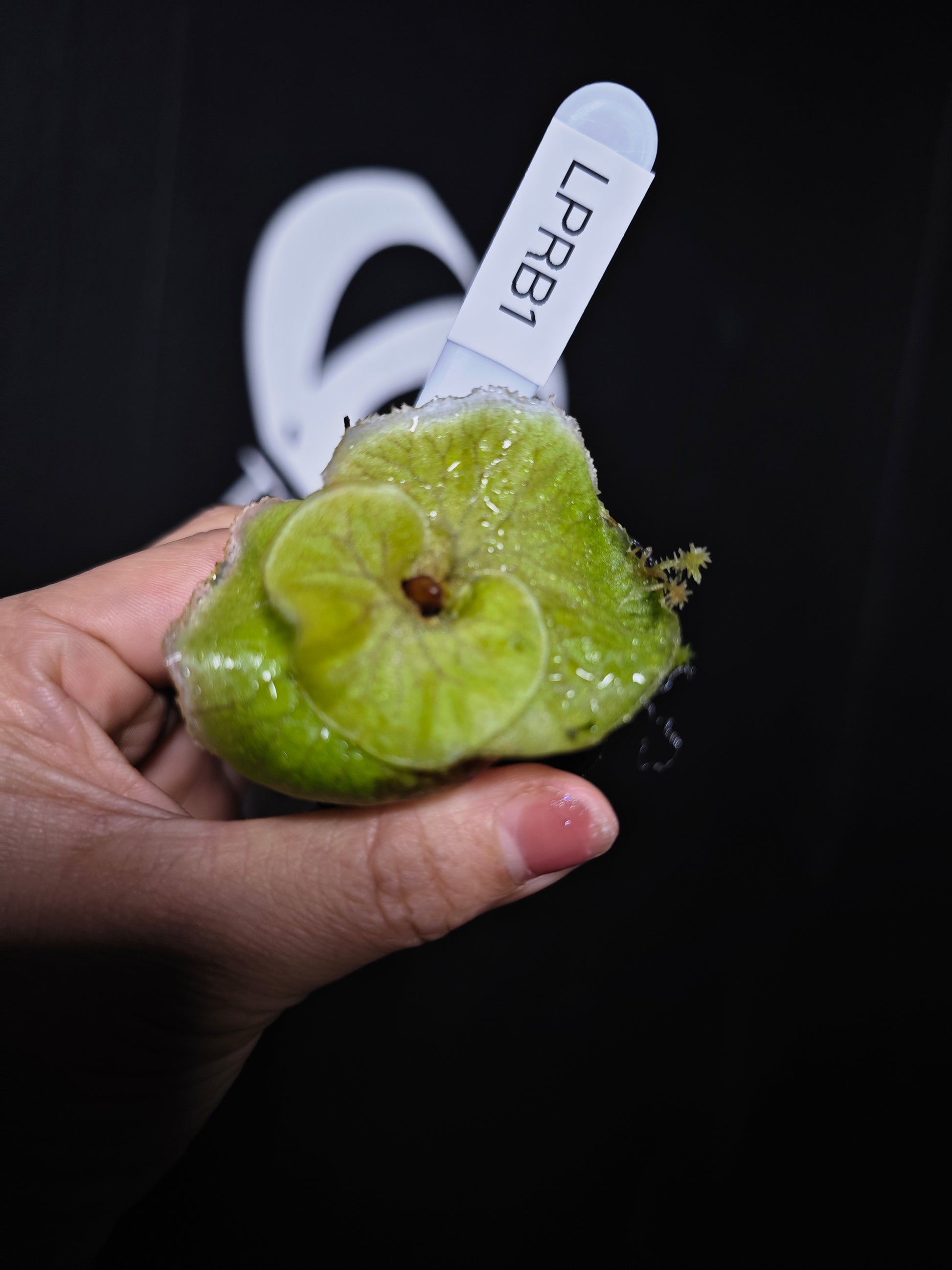 Platycerium Ridleyi Dwarf - thebasements.com