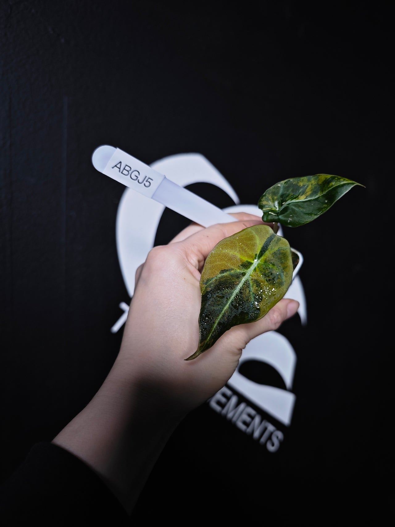 Alocasia Black Velvet Aurea Variegated - thebasements.com