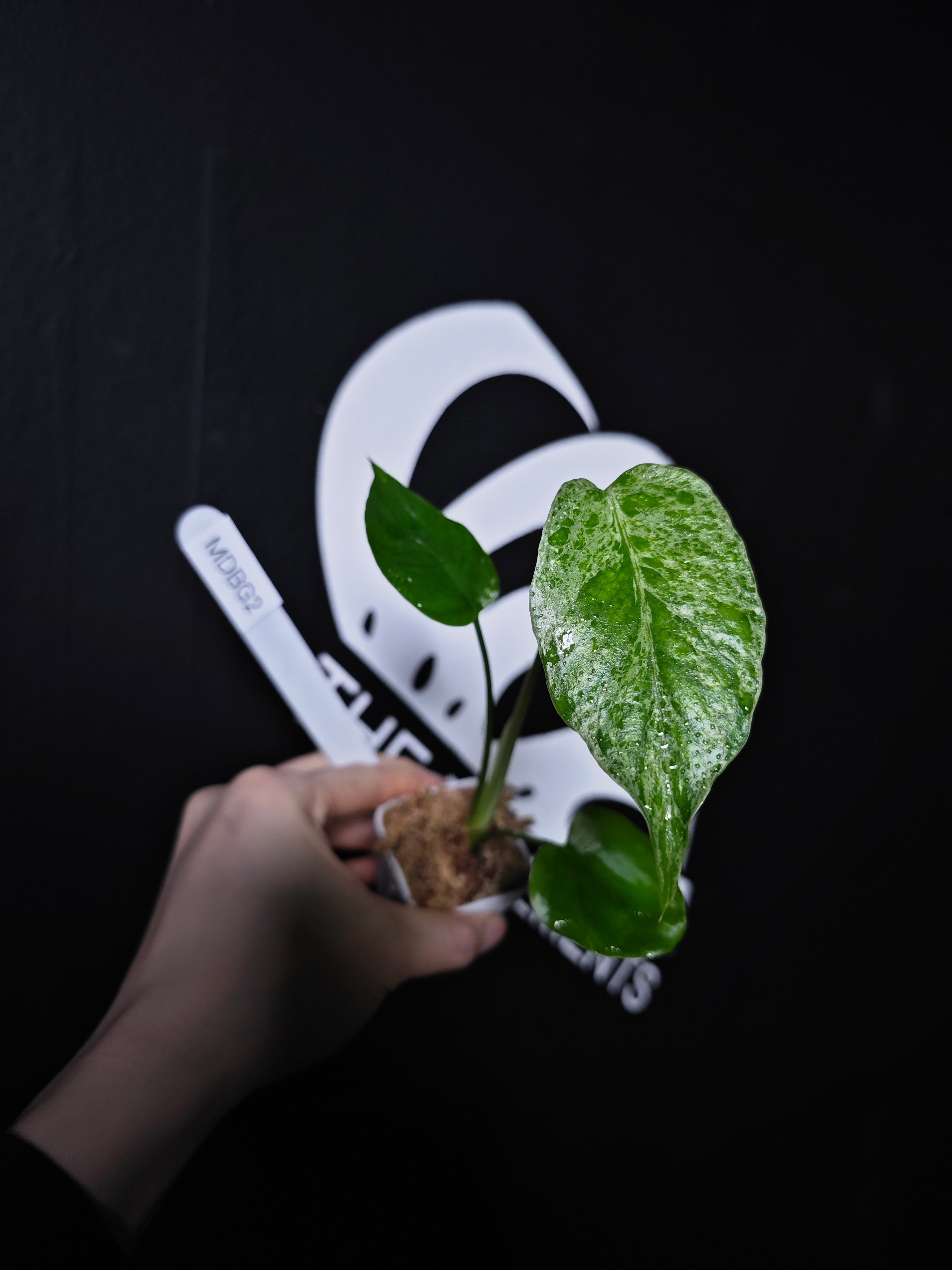 Monstera XS53 品種保証！斑入り保証！Monstera Bulbasaurモンステラ