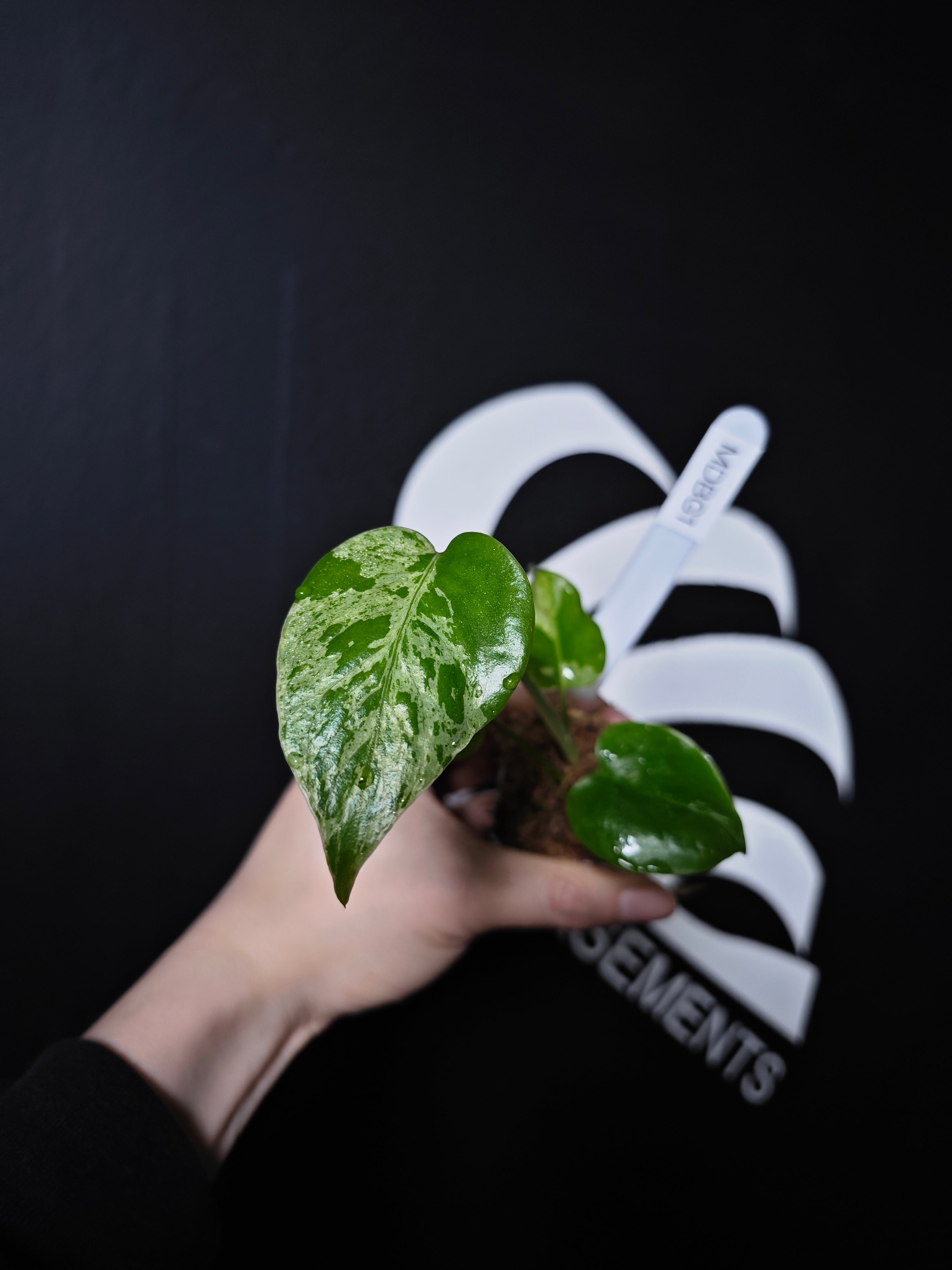 Monstera Bulbasaur : r⁄UnicornAroids xs152Monstera Bulbasaur