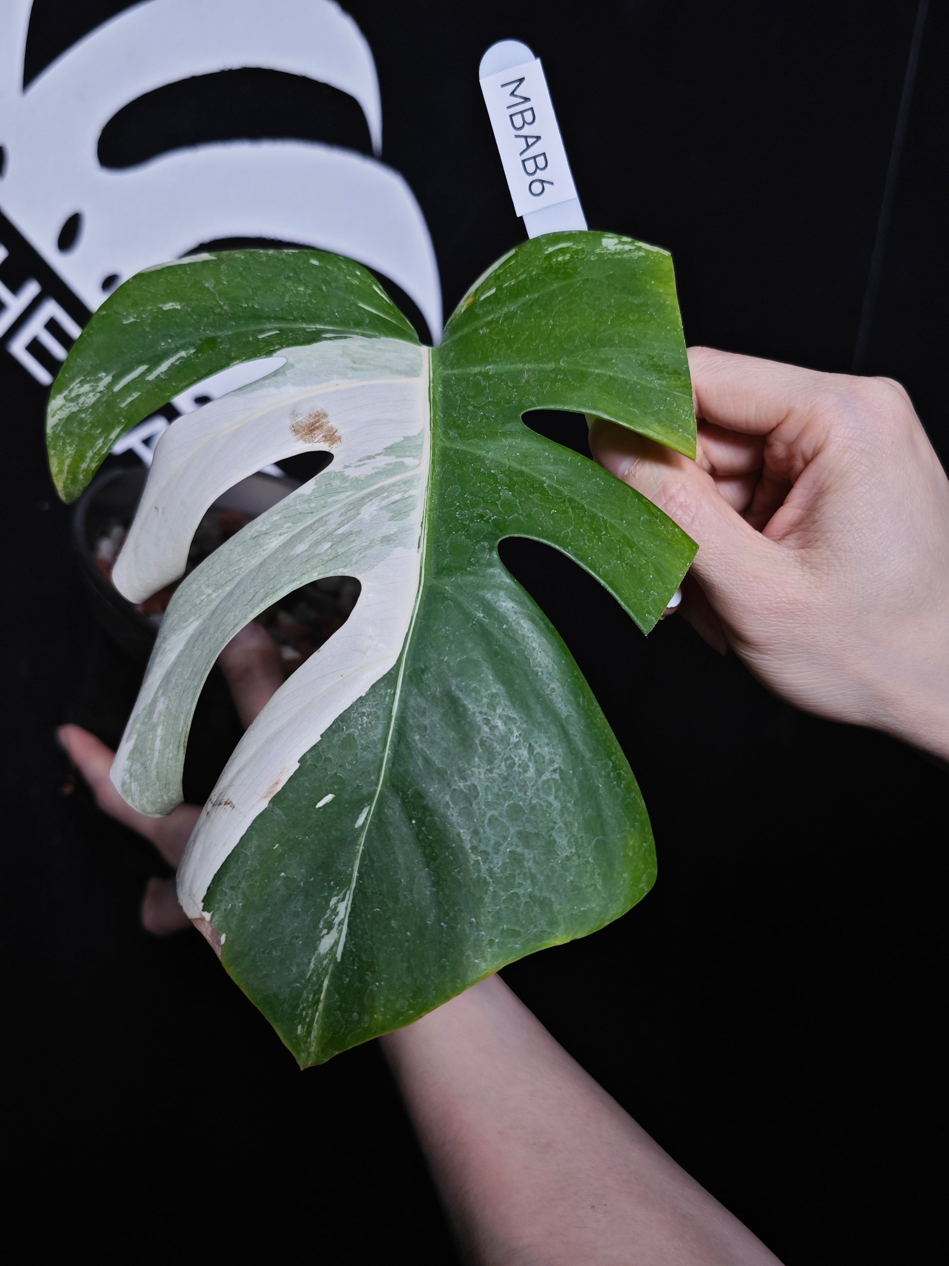 Monstera Borsigiana Albo - thebasements.com