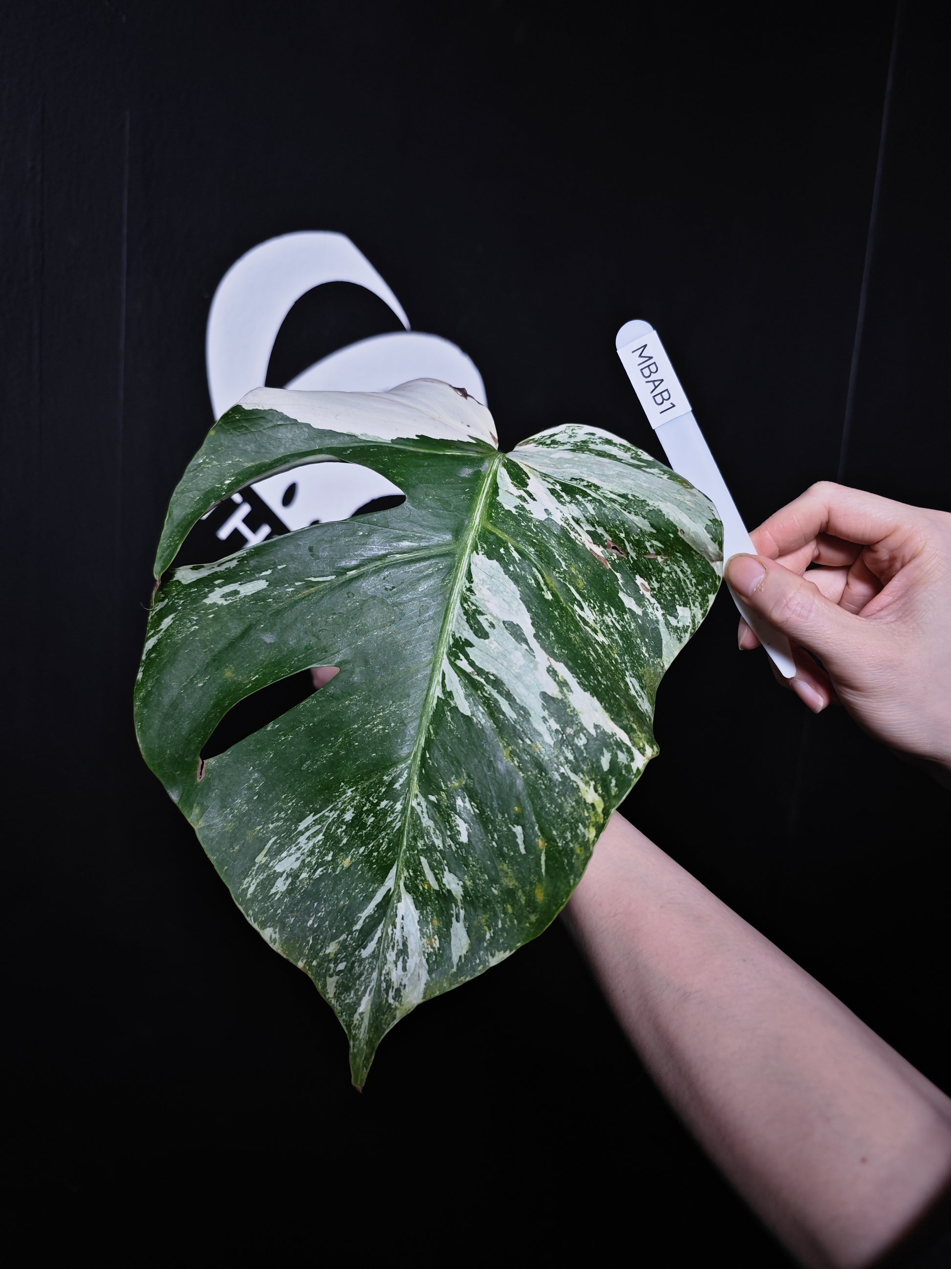 Monstera Borsigiana Albo - thebasements.com