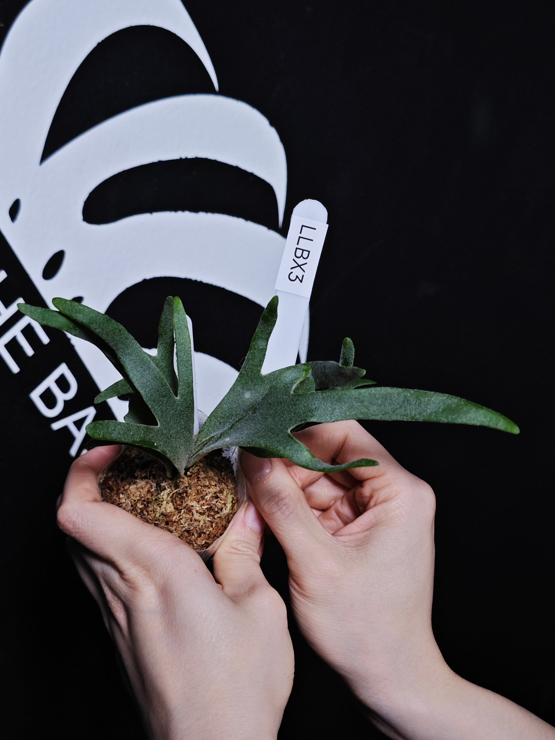 Platycerium Willinckii Dwarf “Bacteria” Sporeling - thebasements.com