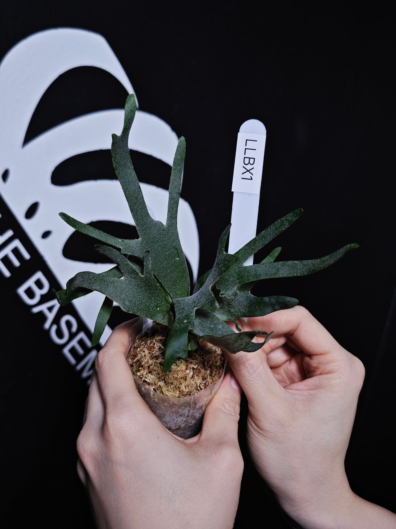 Platycerium Willinckii Dwarf “Bacteria” Sporeling - thebasements.com