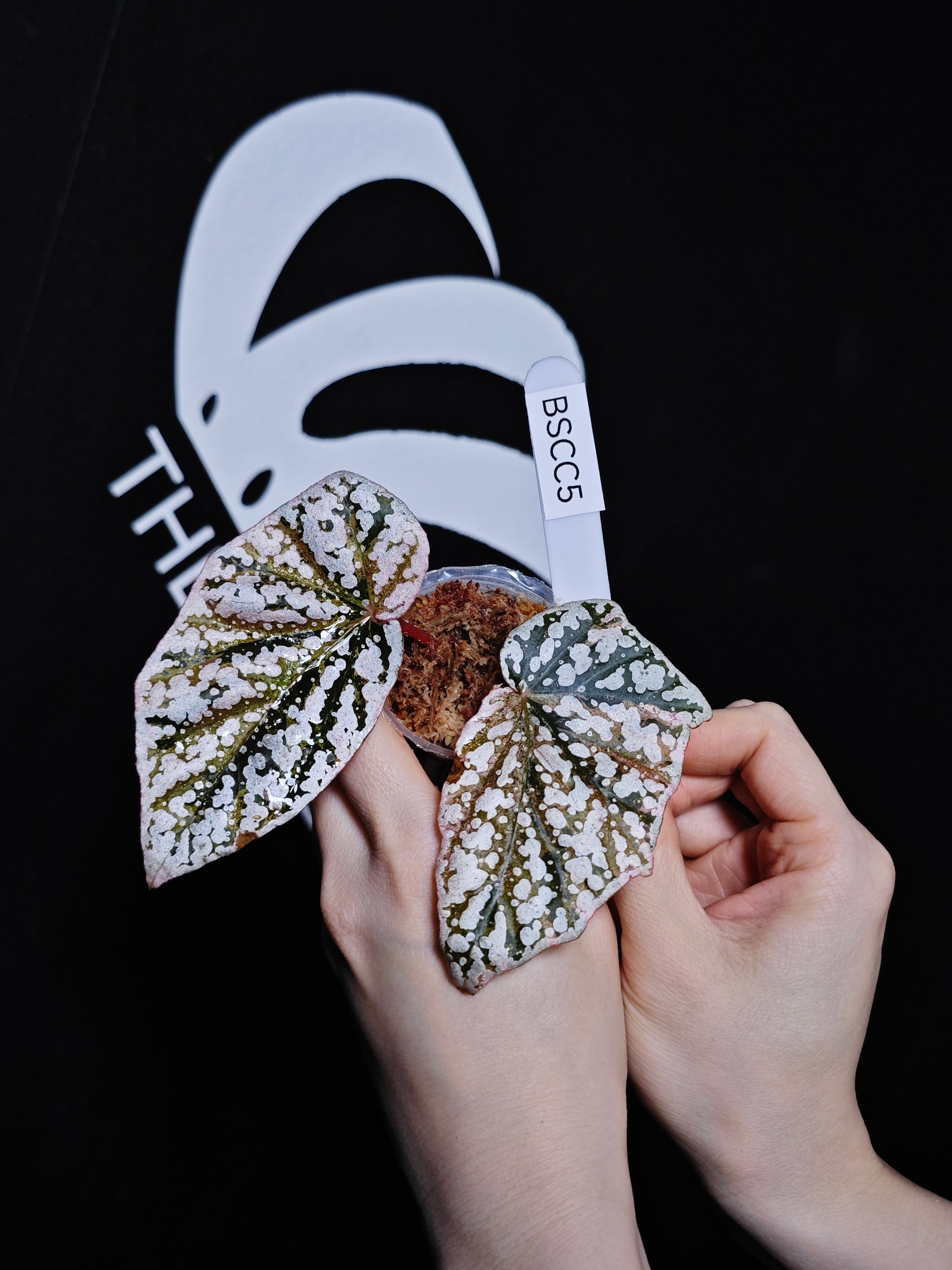 Begonia Snow Capped Variegated - thebasements.com