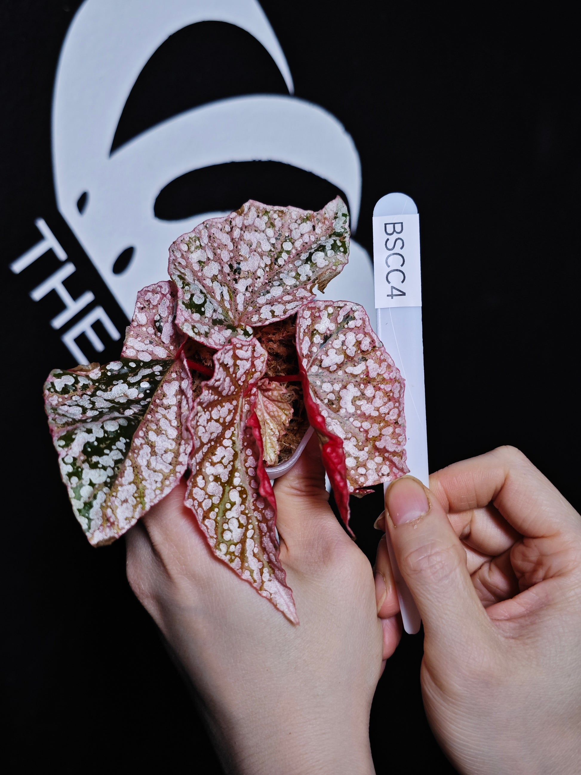 Begonia Snow Capped Variegated - thebasements.com