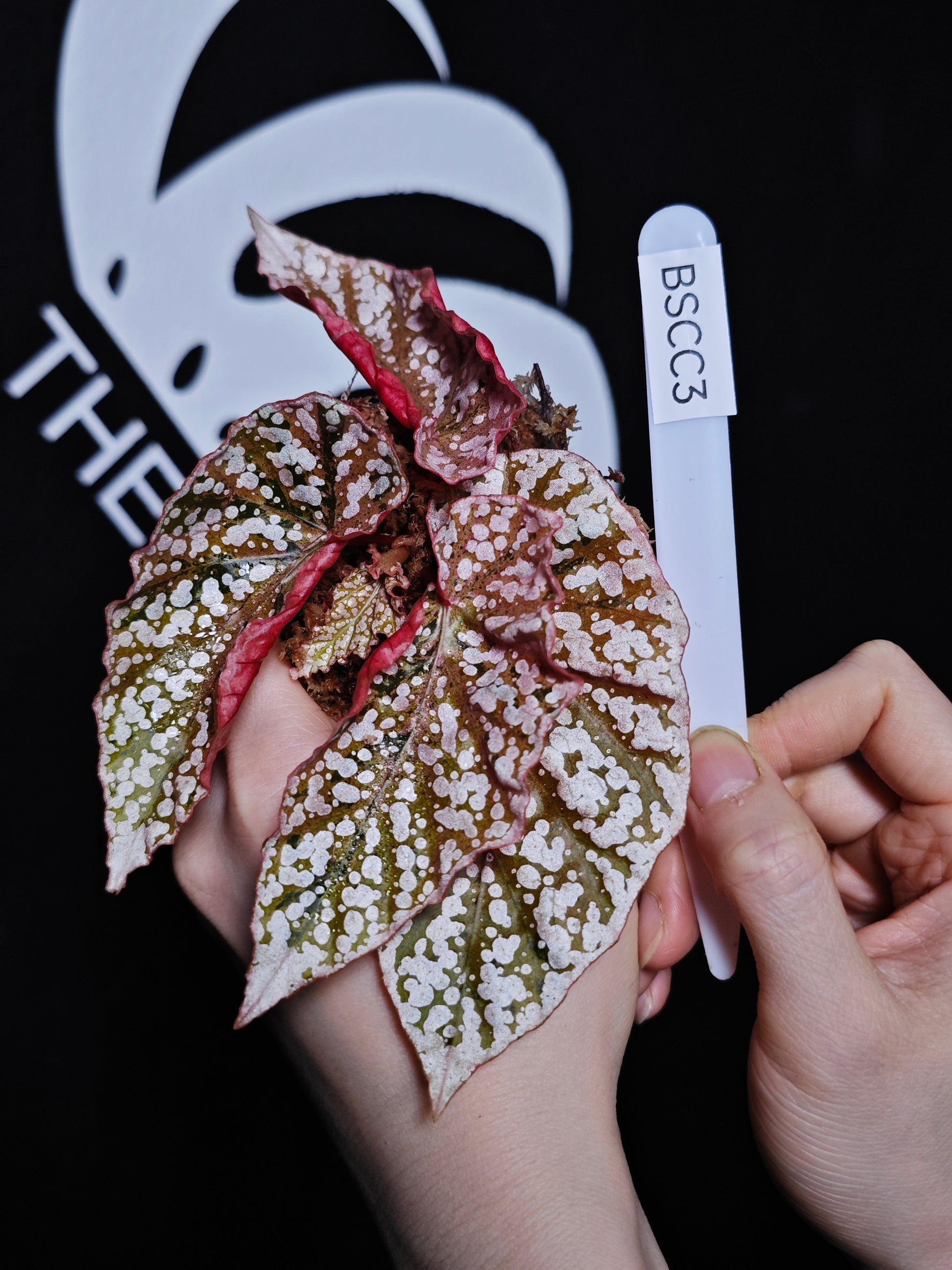 Begonia Snow Capped Variegated - thebasements.com