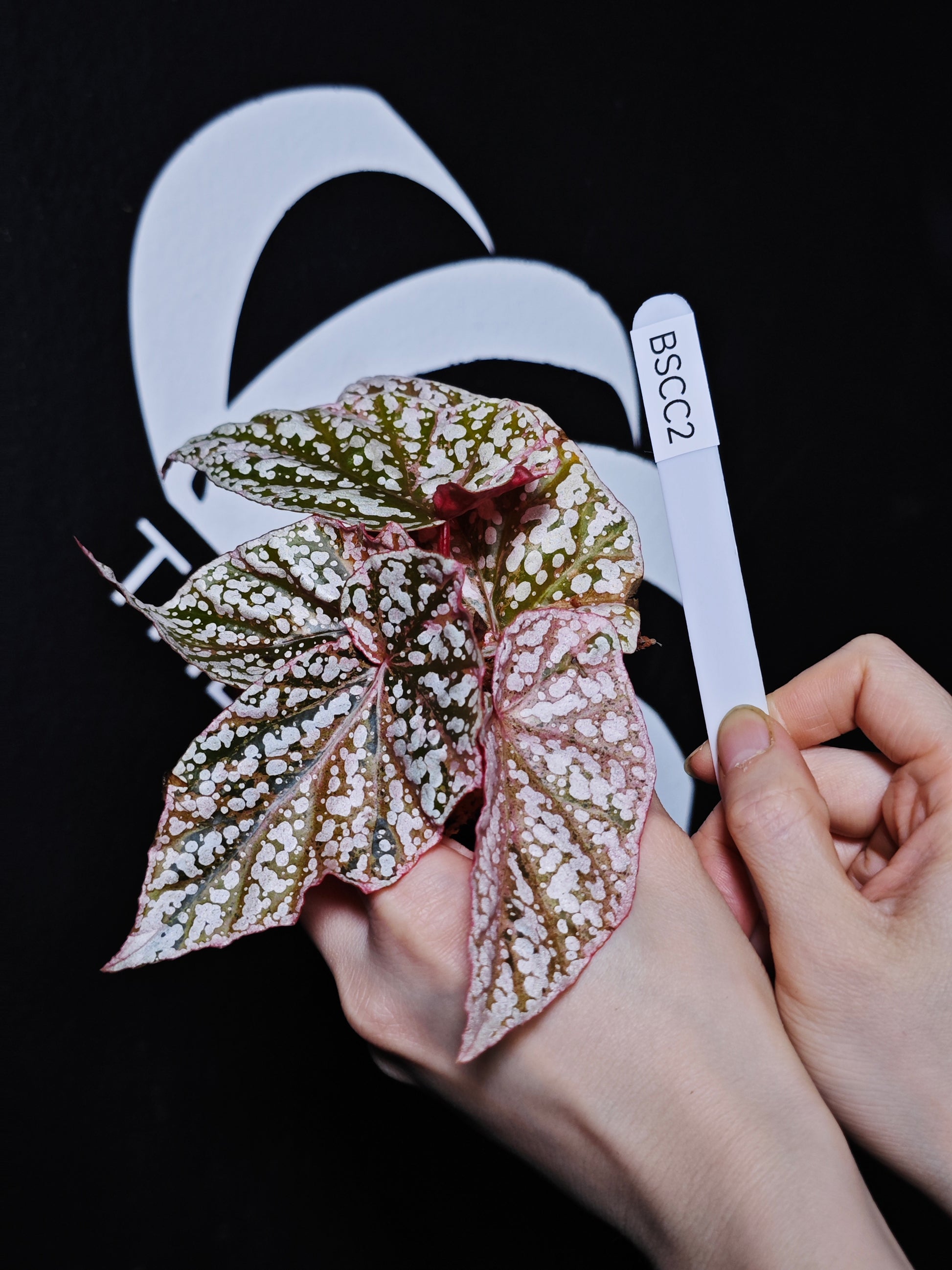 Begonia Snow Capped Variegated - thebasements.com