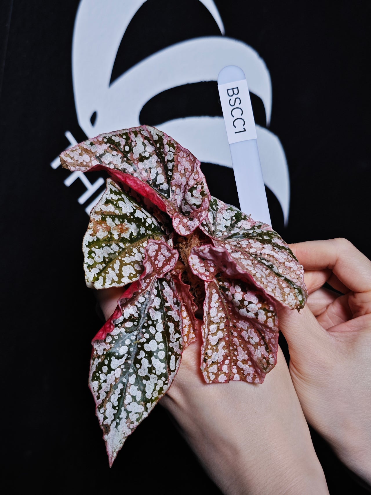 Begonia Snow Capped Variegated - thebasements.us