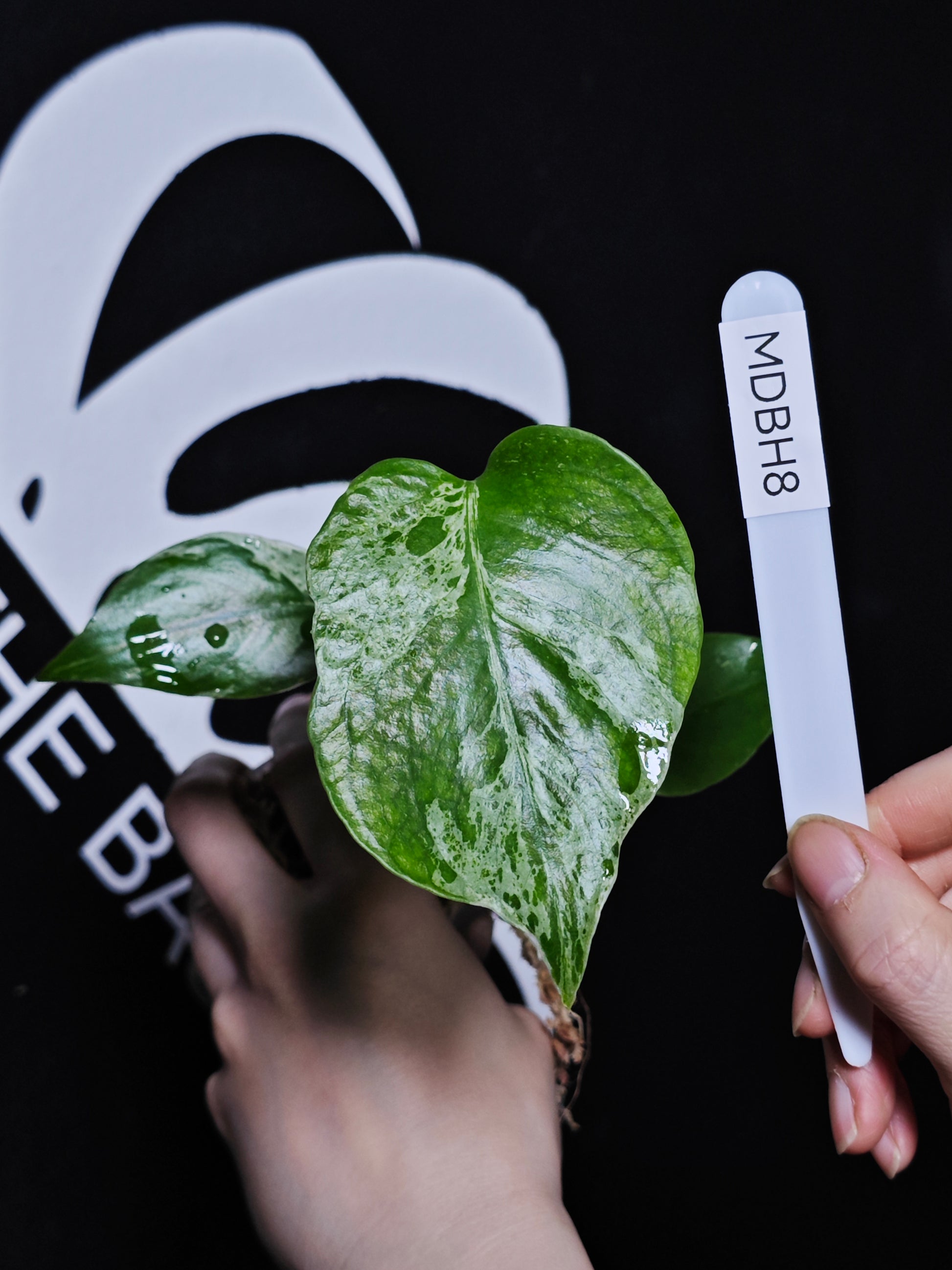 Monstera Deliciosa Bulbasaur - thebasements.com