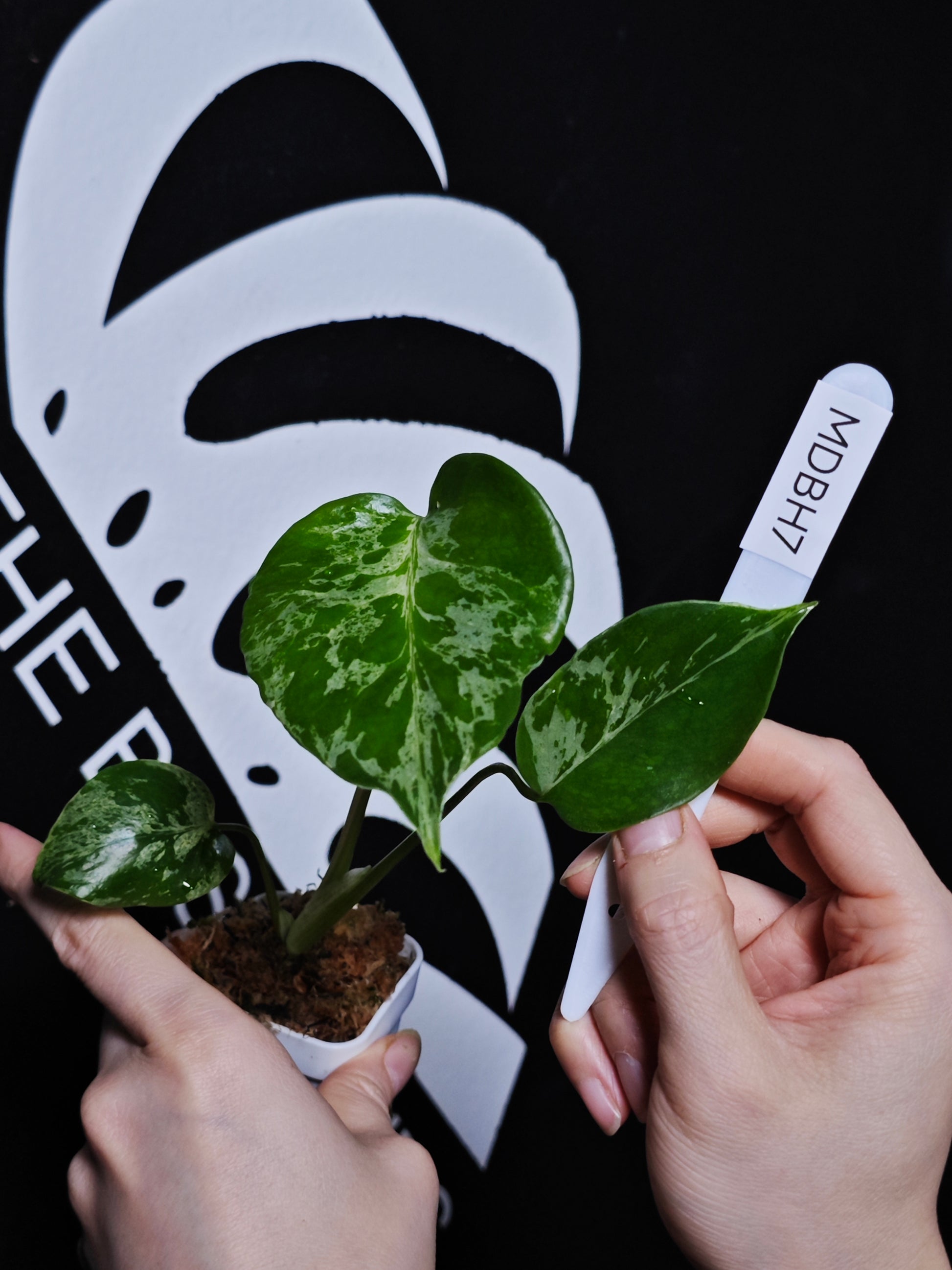 Monstera Deliciosa Bulbasaur - thebasements.com