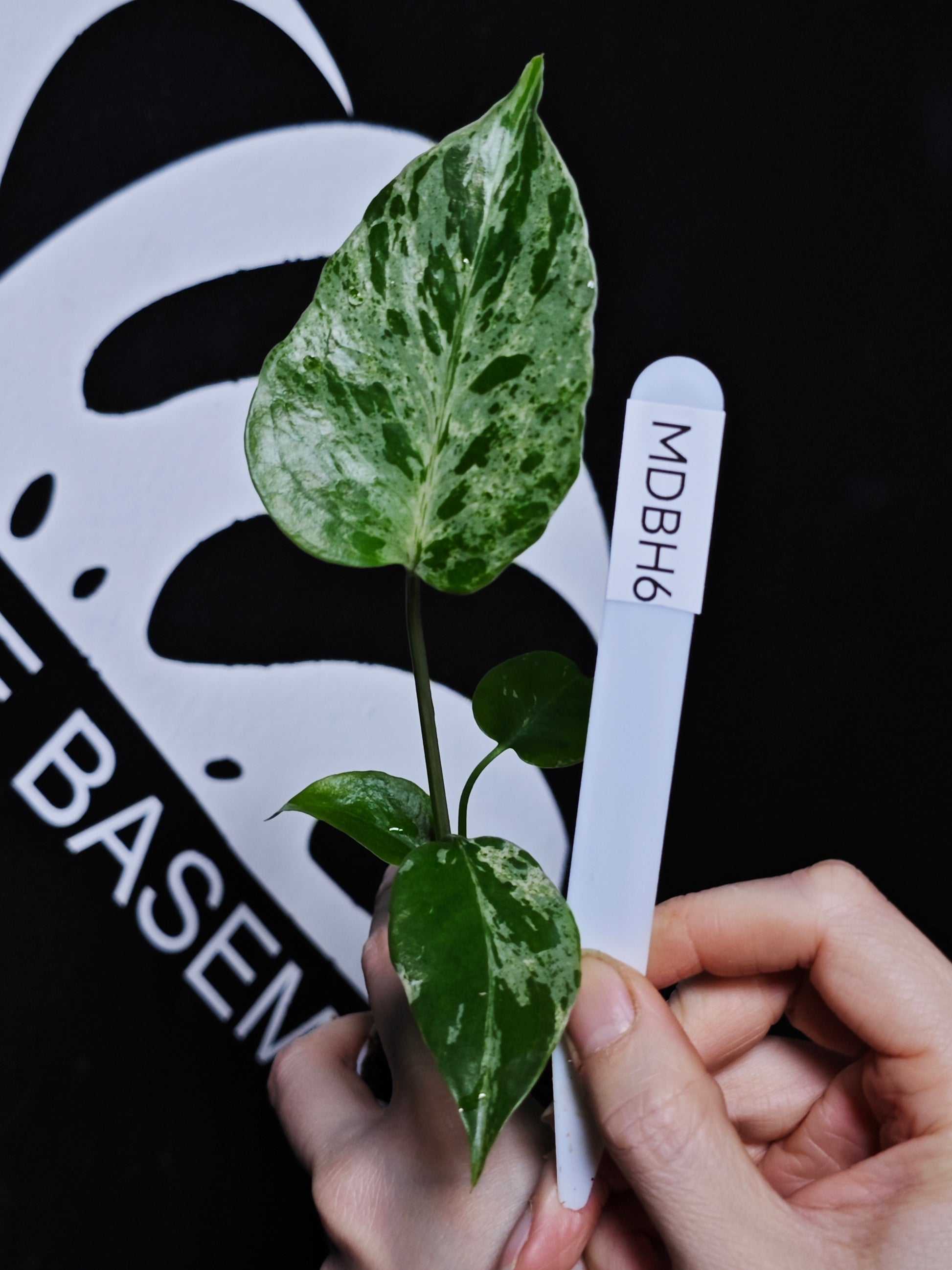 Monstera Deliciosa Bulbasaur - thebasements.com