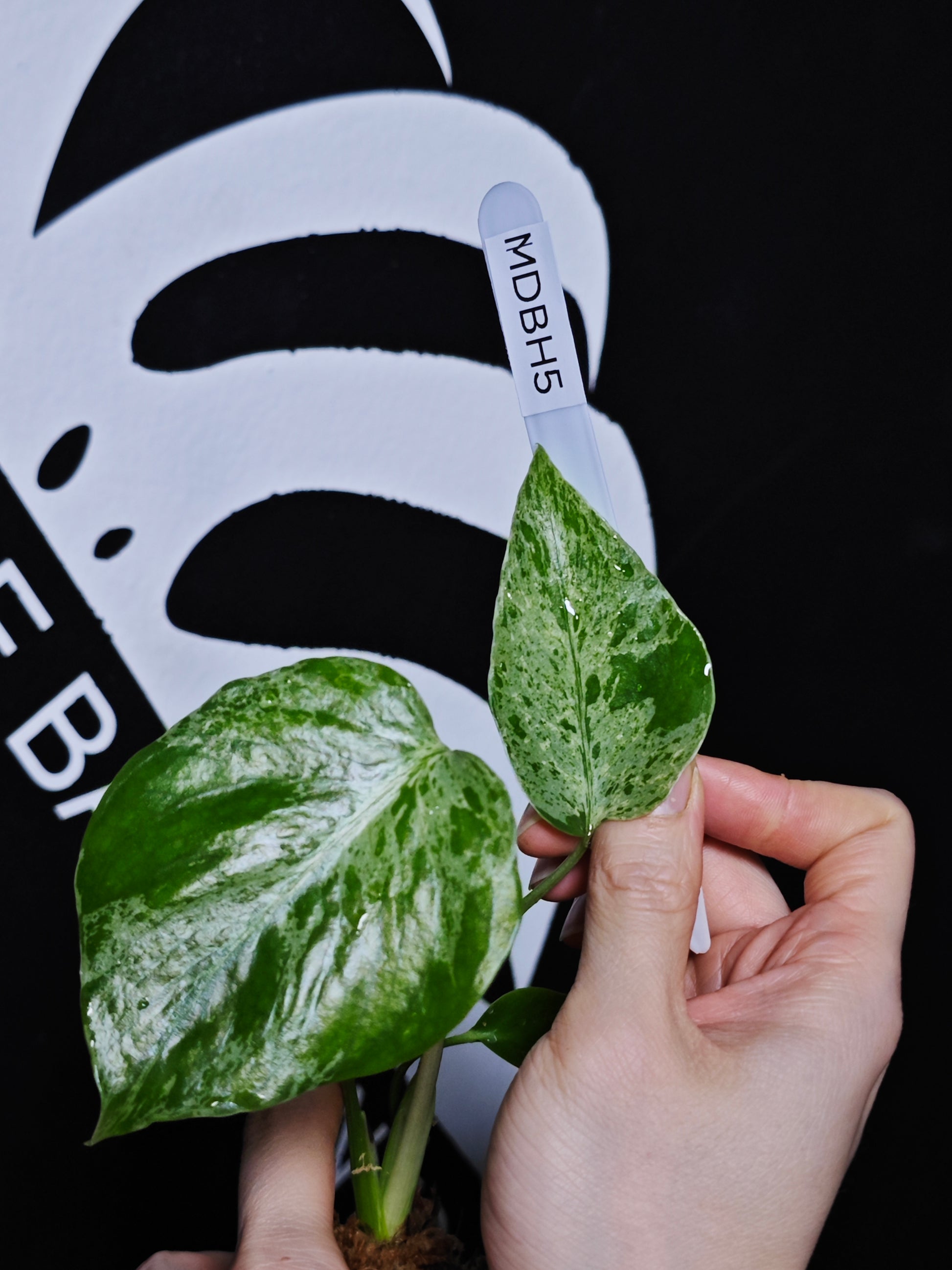 Monstera Deliciosa Bulbasaur - thebasements.com