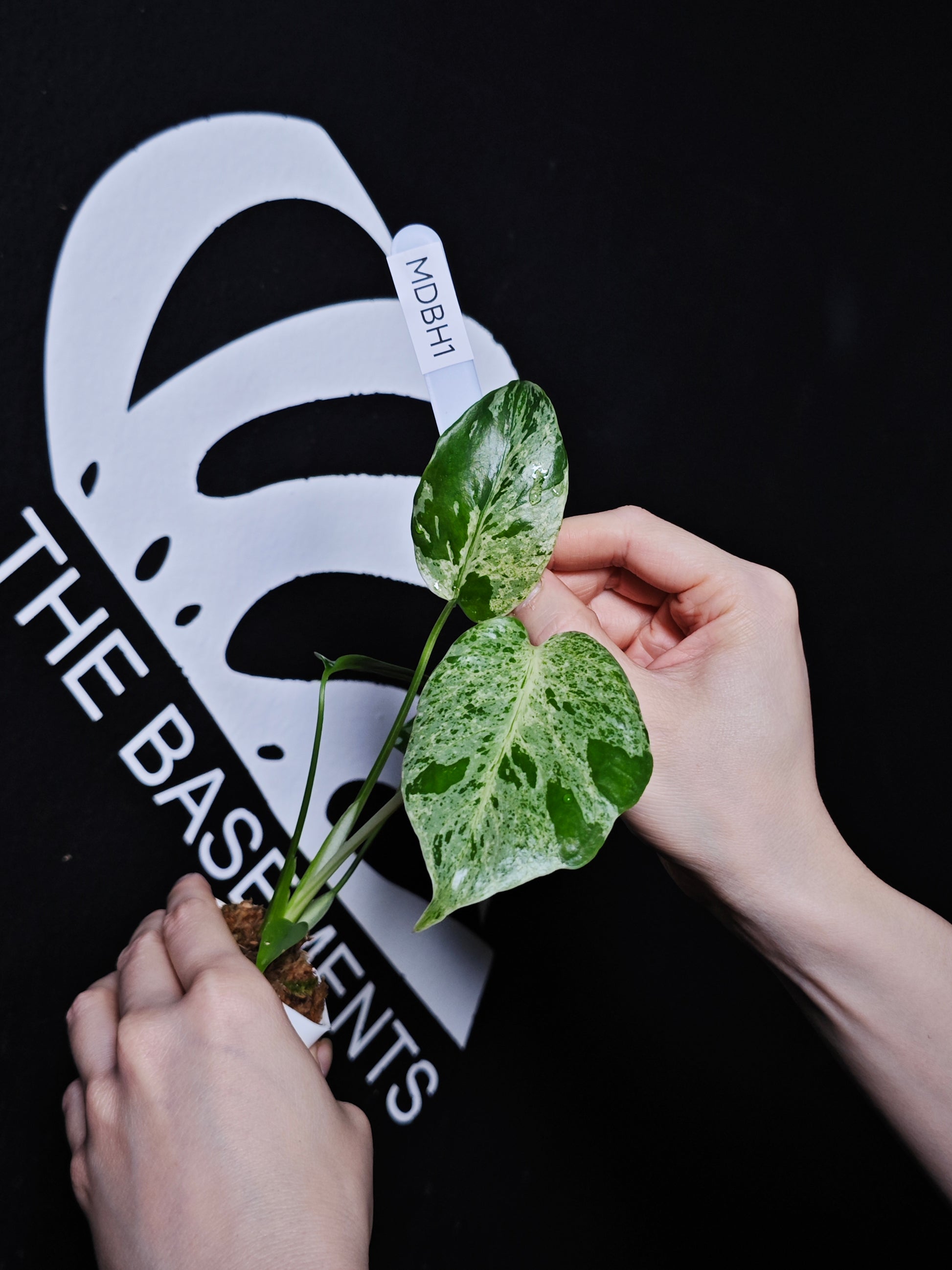 Monstera Deliciosa Bulbasaur - thebasements.com