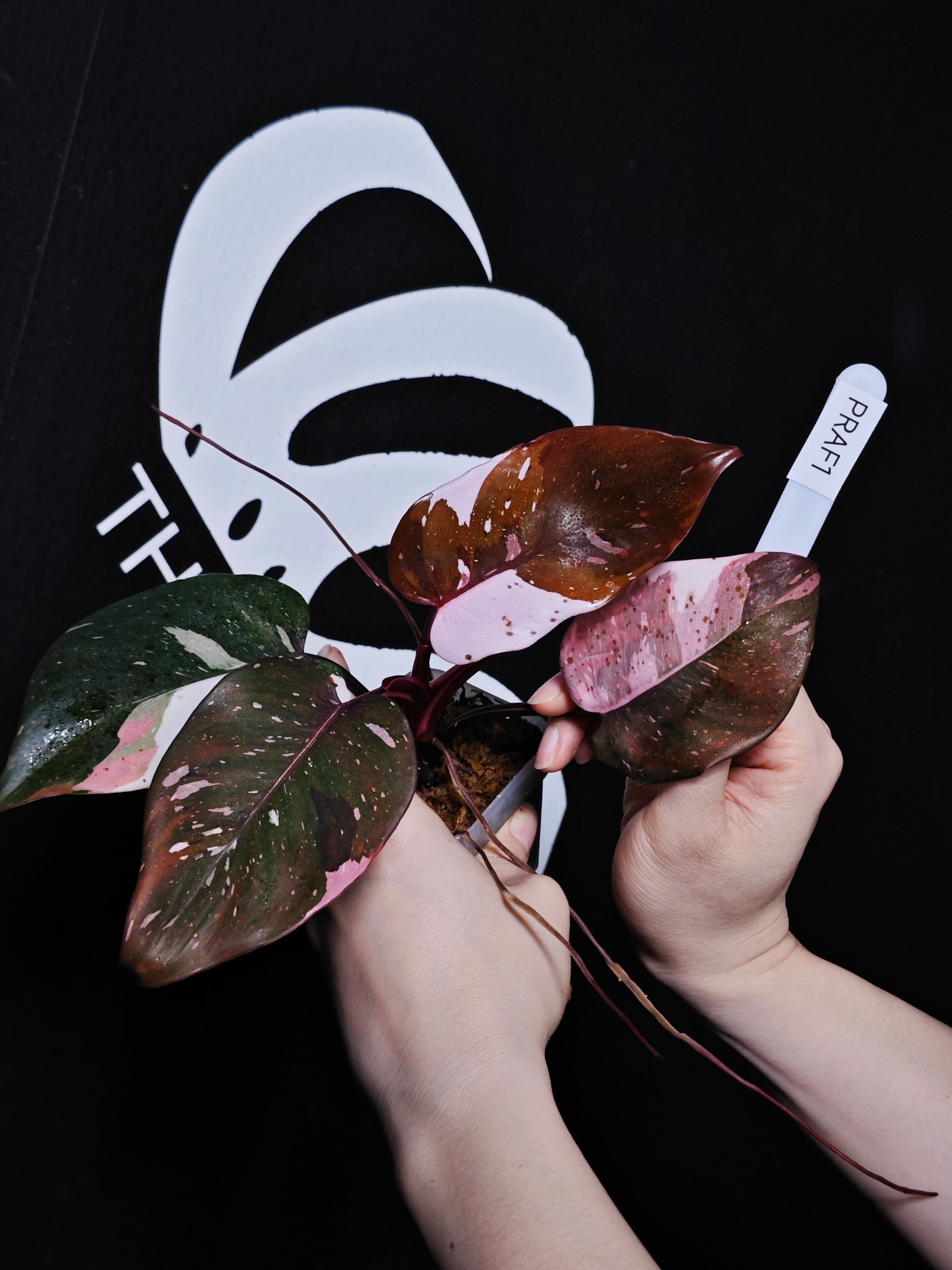 Philodendron Red Anderson