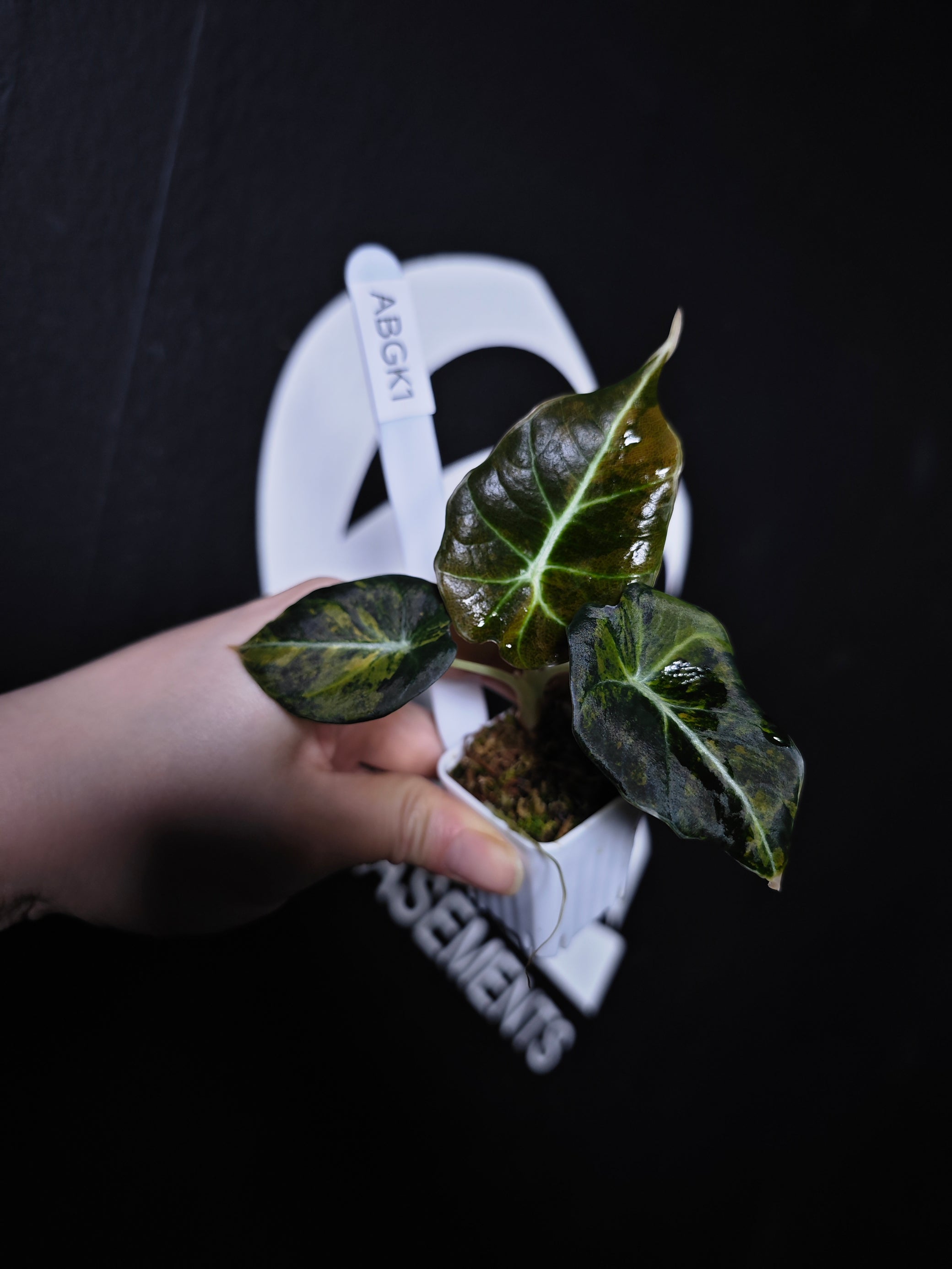 variegated monstera black velvet