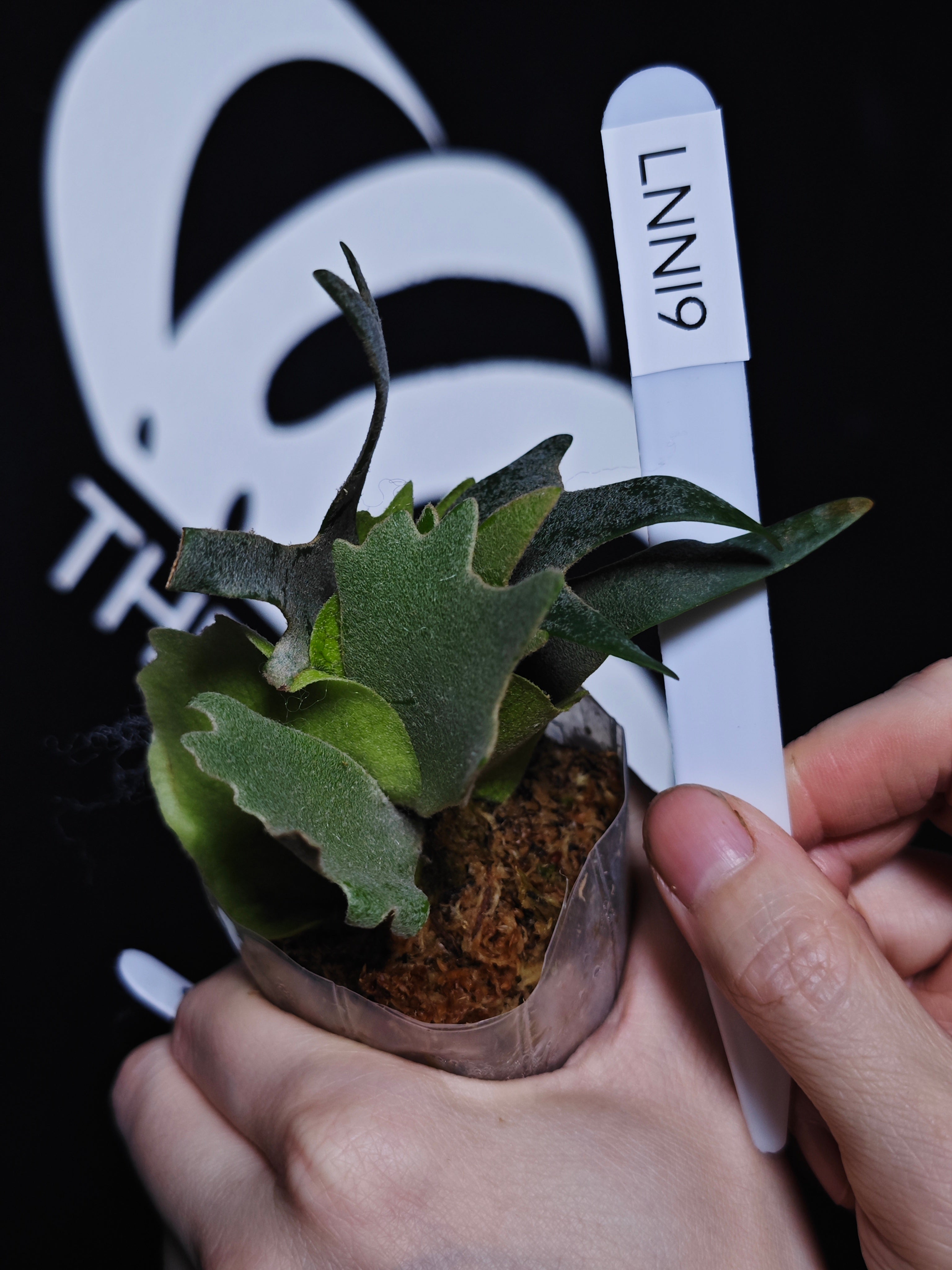 C88 P.Willinckii Nano sporeling ナノ スポア 大きめ Platycerium