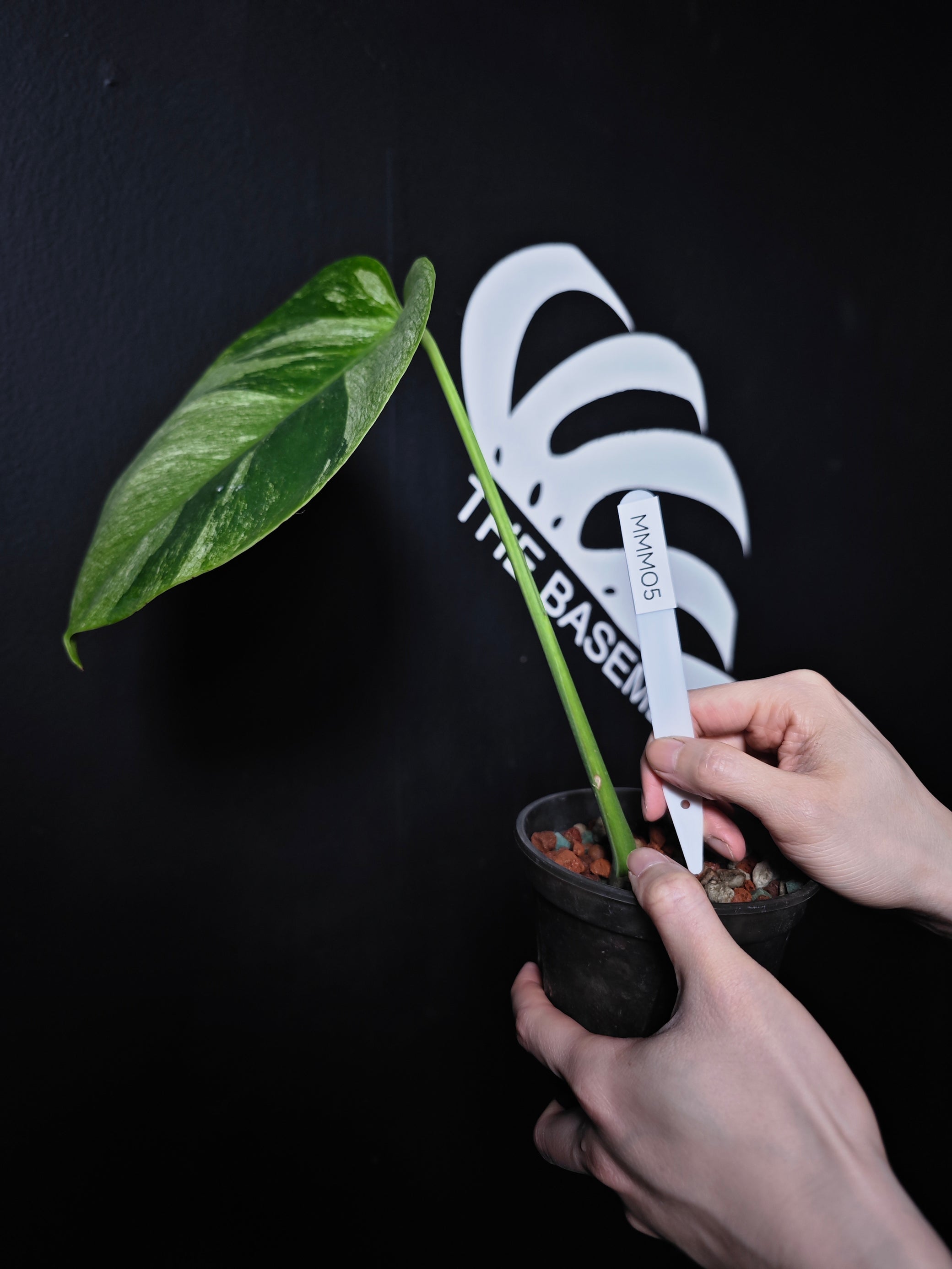 Monstera NOID Jungle Mint