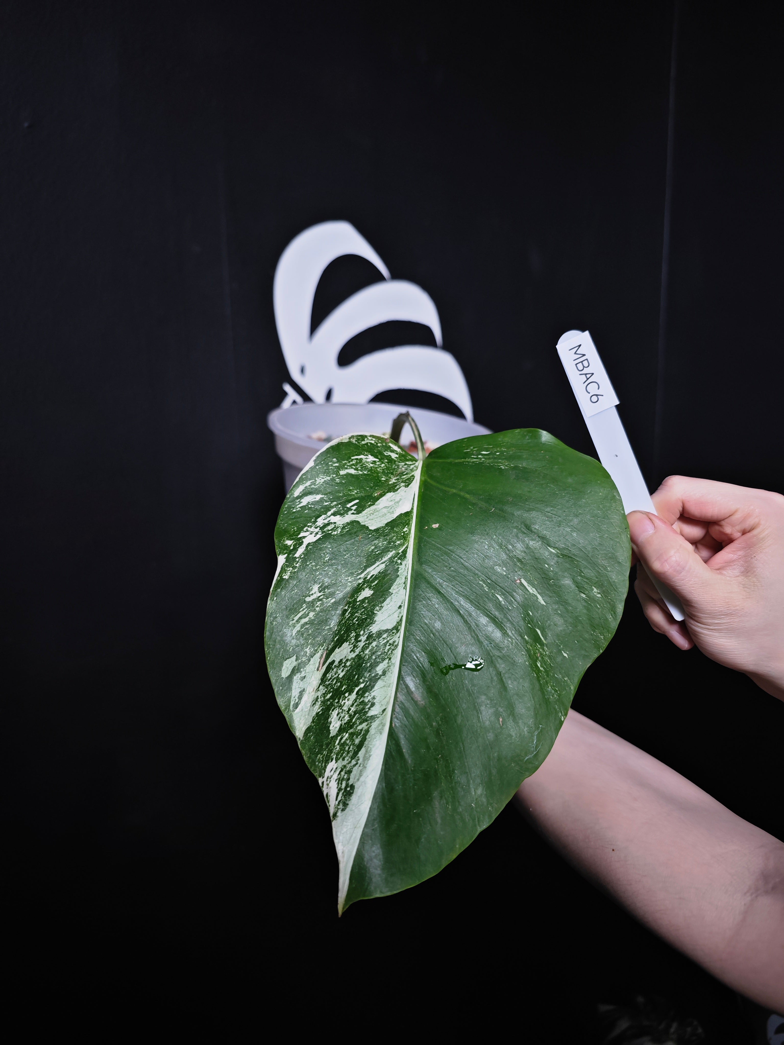 Monstera borsigiana Alboモンステラ・ボルシギアナ・アルボ モンステラ・ボルシギアナ・アルボ - thebasements.com