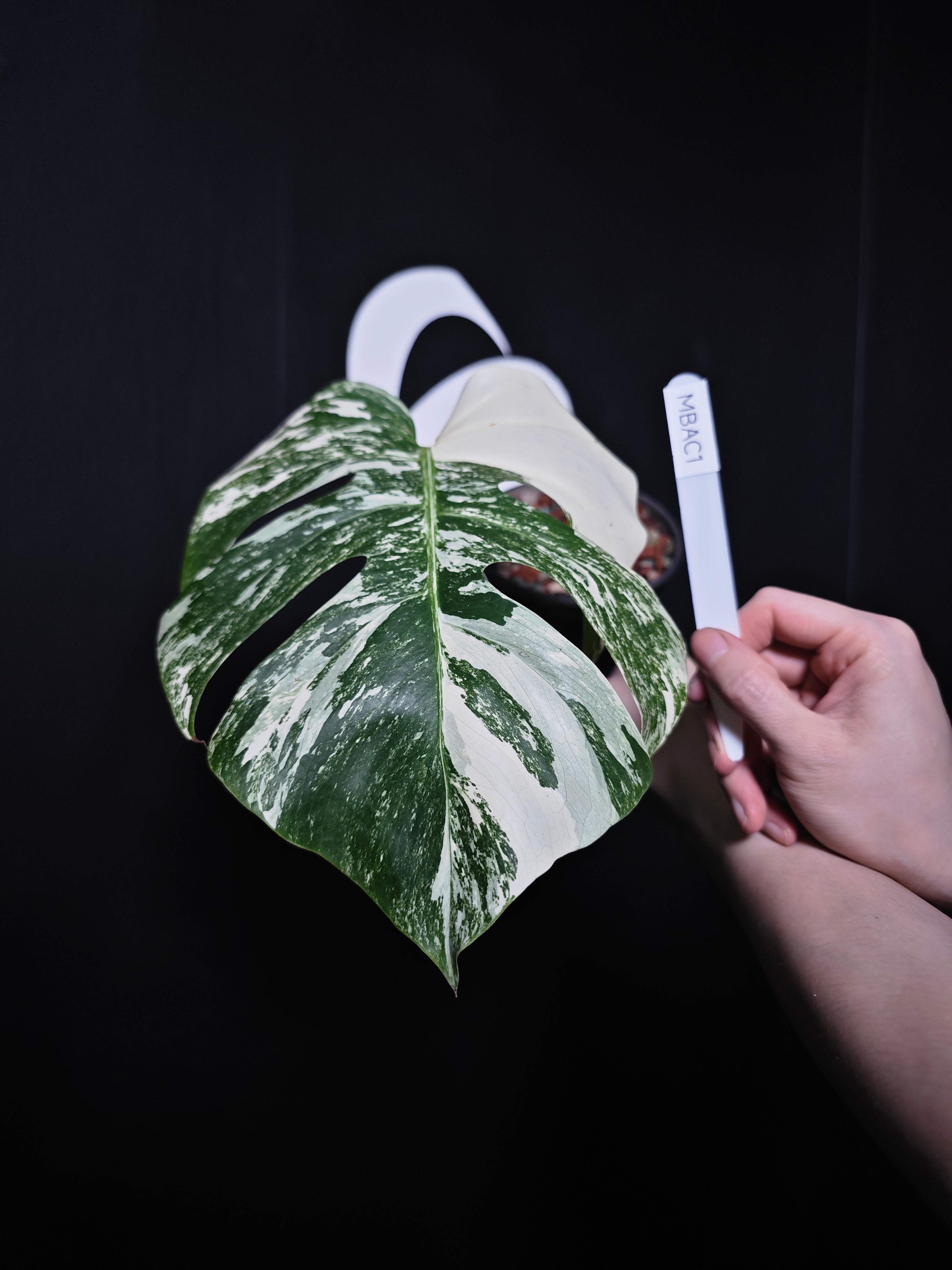 Monstera borsigiana Alboモンステラ・ボルシギアナ・アルボ モンステラ・ボルシギアナ・アルボ - thebasements.com