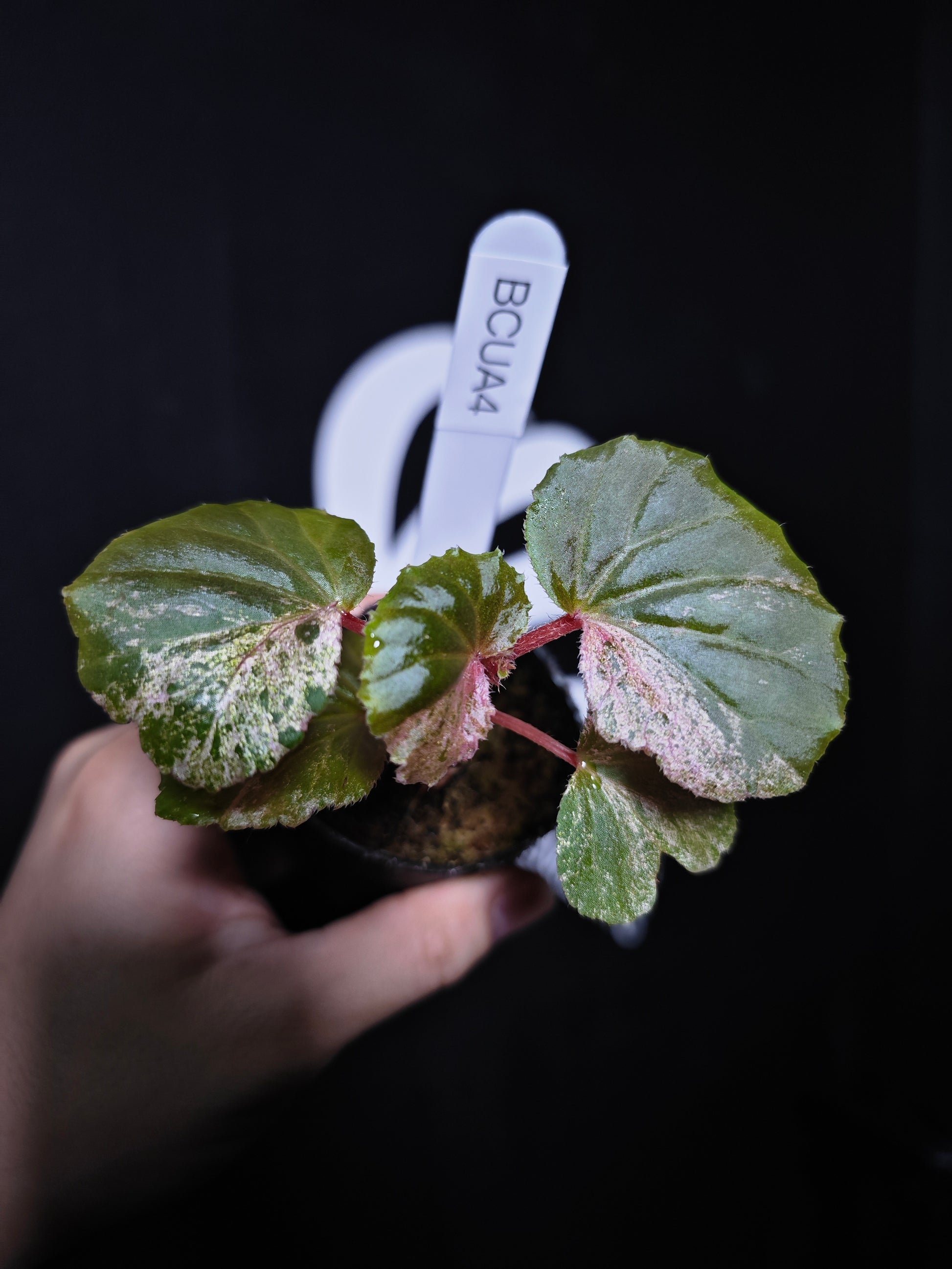 Begonia Cucullata Variegated - thebasements.com