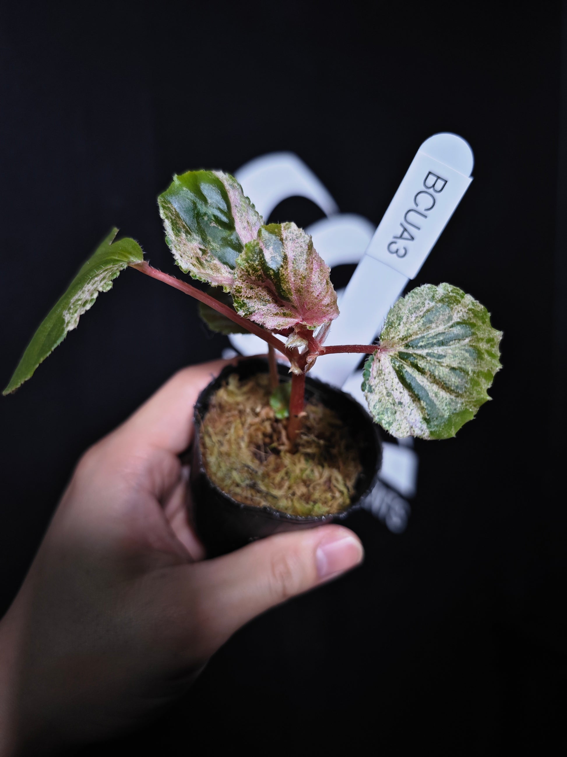 Begonia Cucullata Variegated - thebasements.com