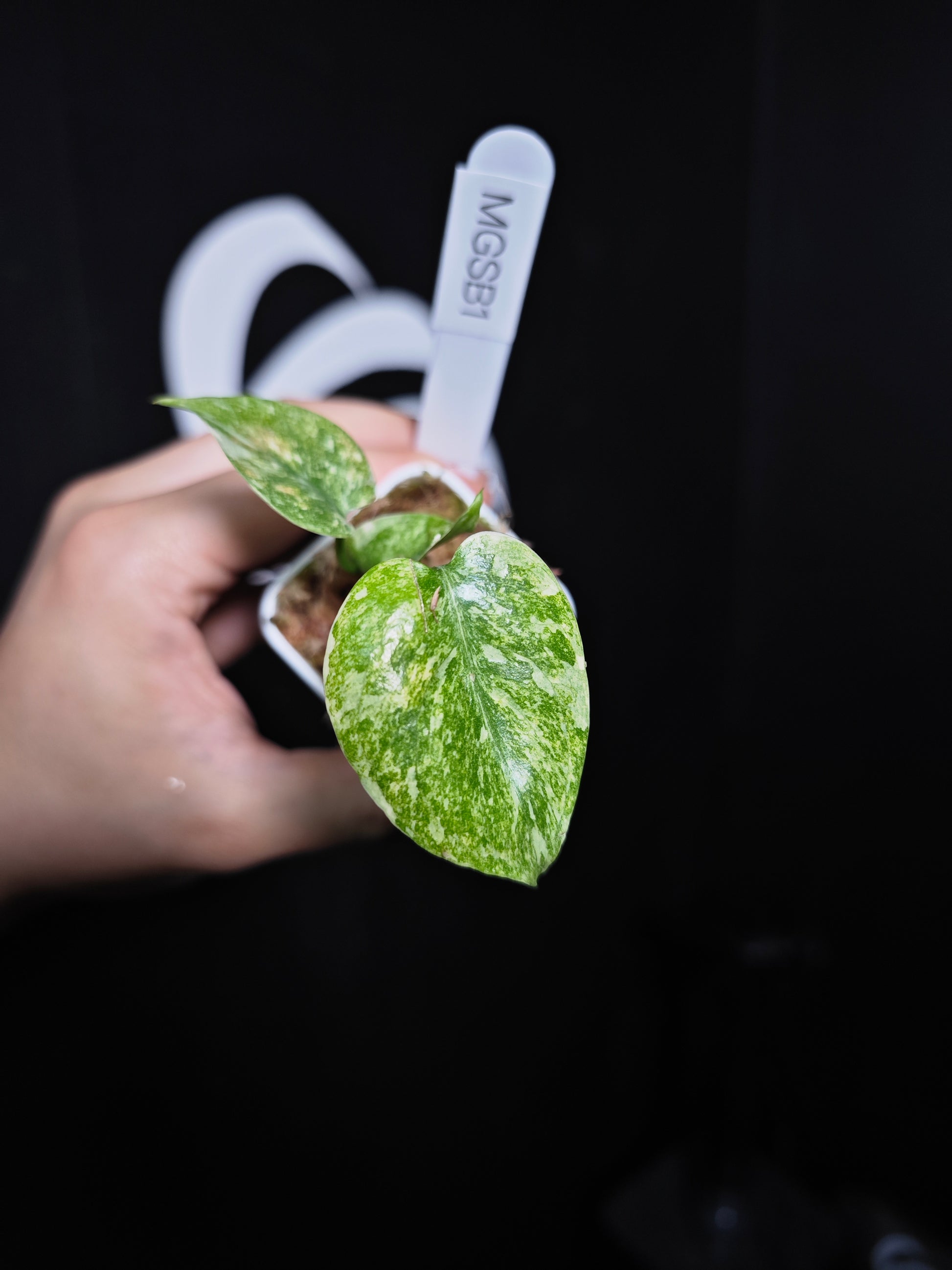 Monstera Green Snow - thebasements.com